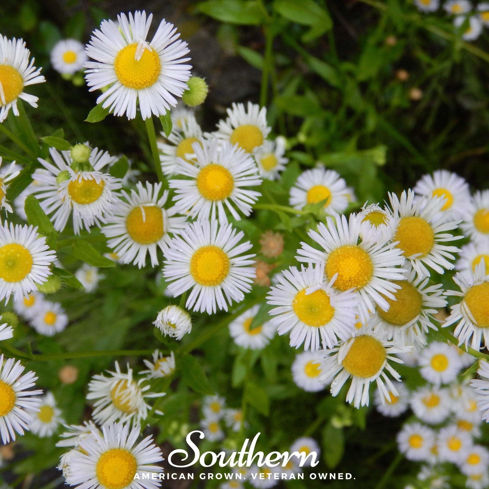 Dainty Daisy Fleabane – 100 Seeds