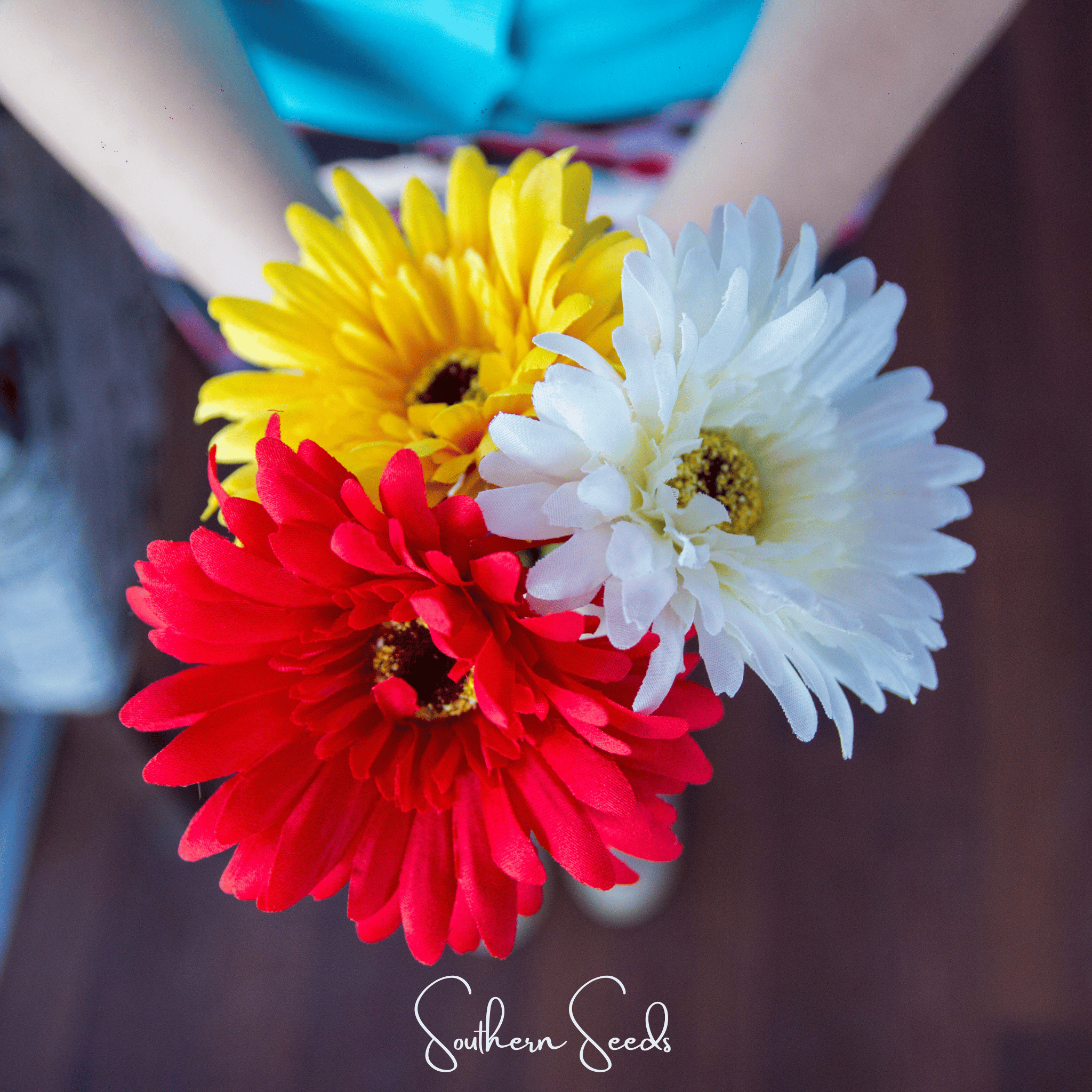 Gerbera Daisy Mix – 20 Seeds