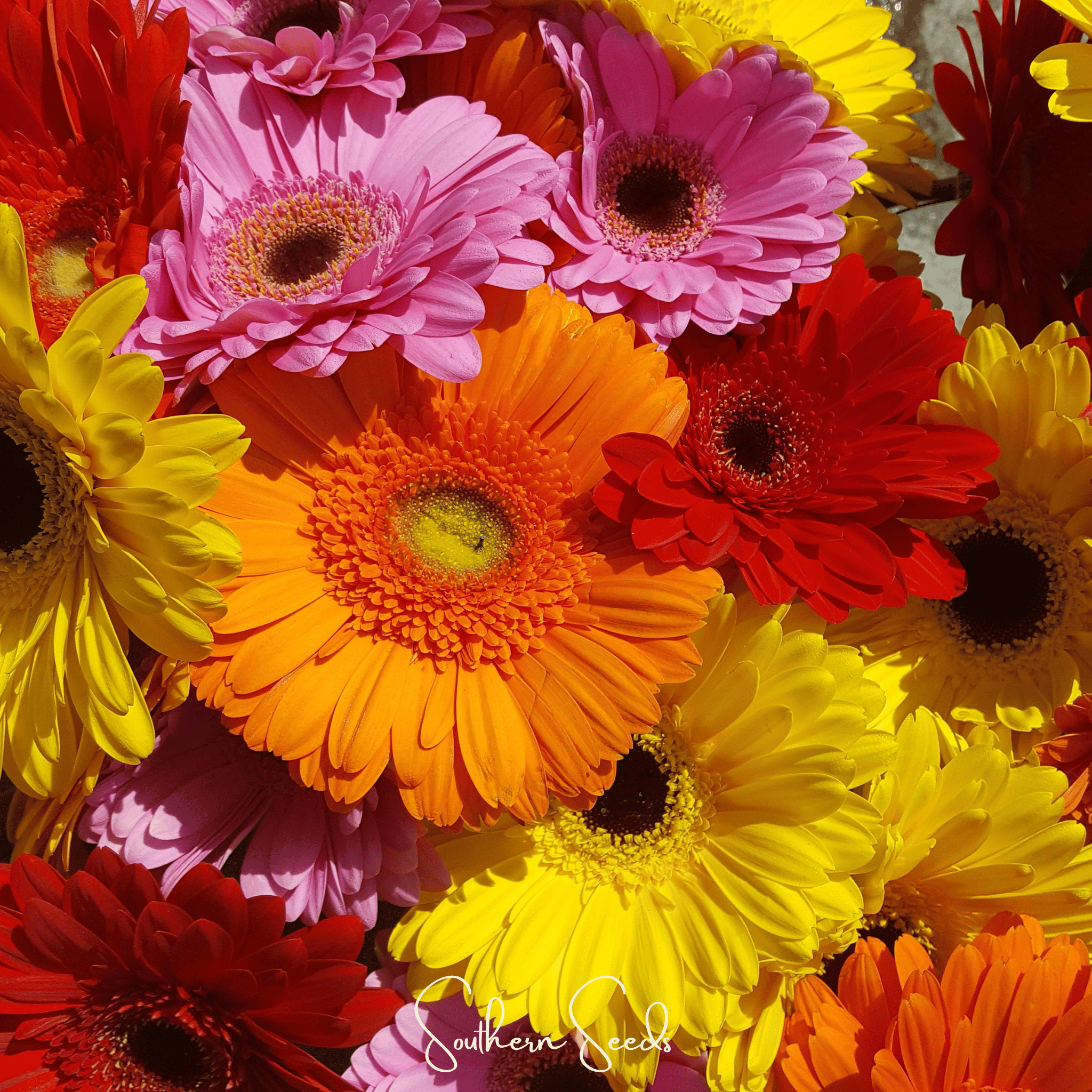 Gerbera Daisy Mix – 20 Seeds