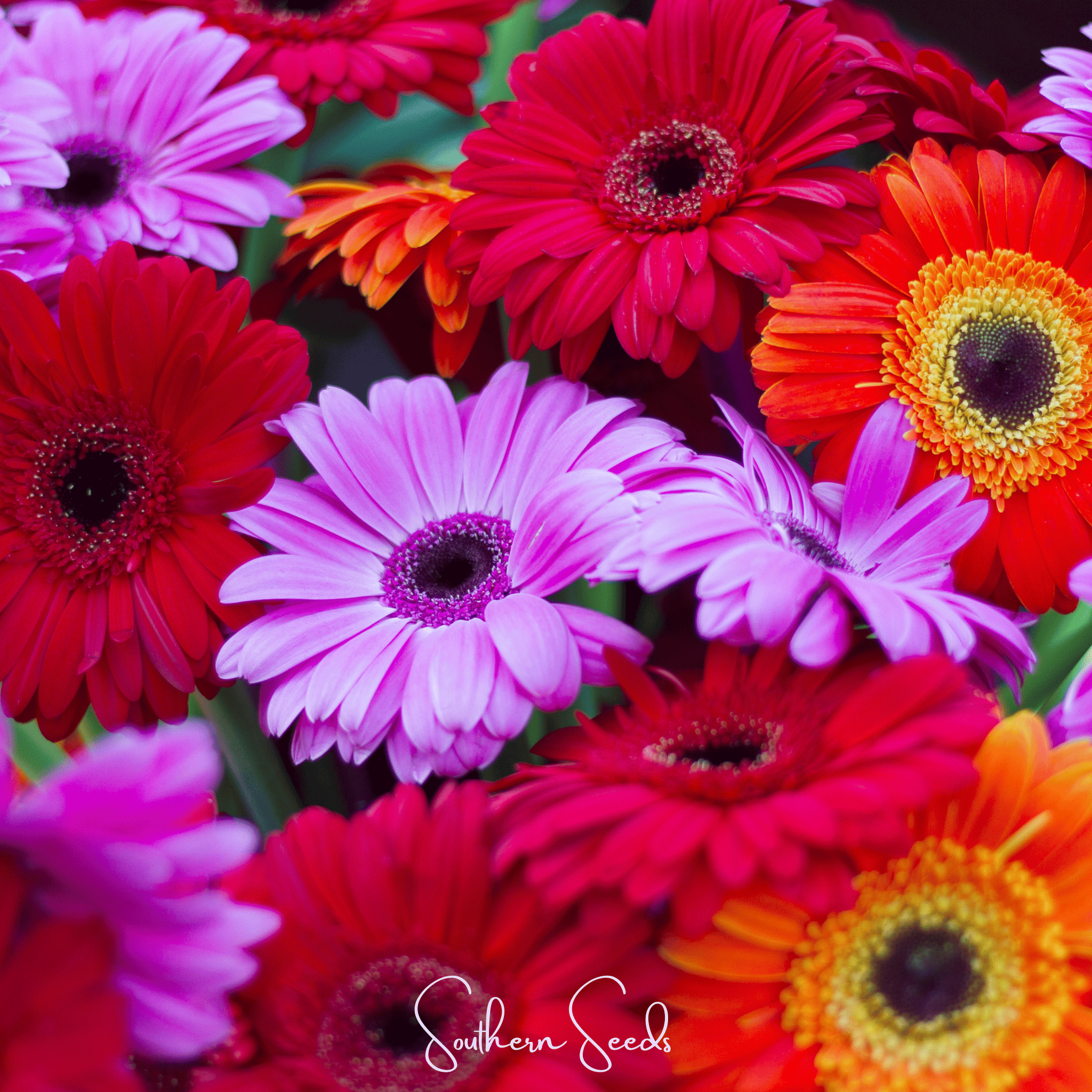 Gerbera Daisy Mix – 20 Seeds