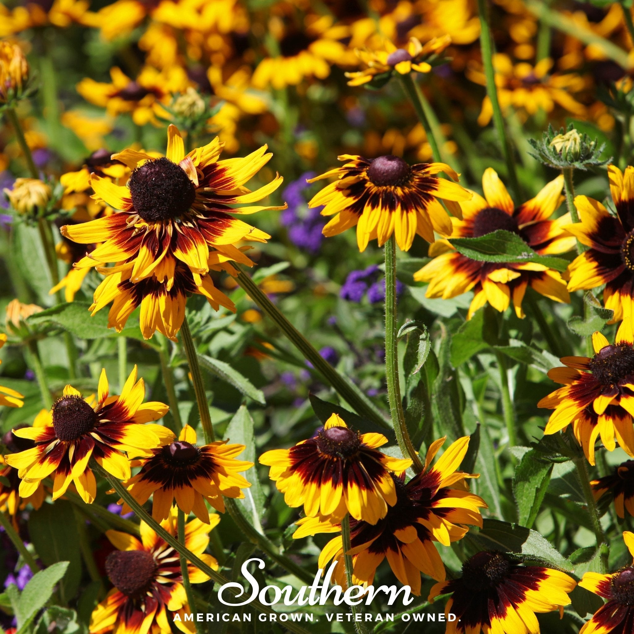 Gloriosa Daisy – 100 Seeds