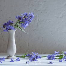 Load image into Gallery viewer, Dames Rocket – 200 Seeds
