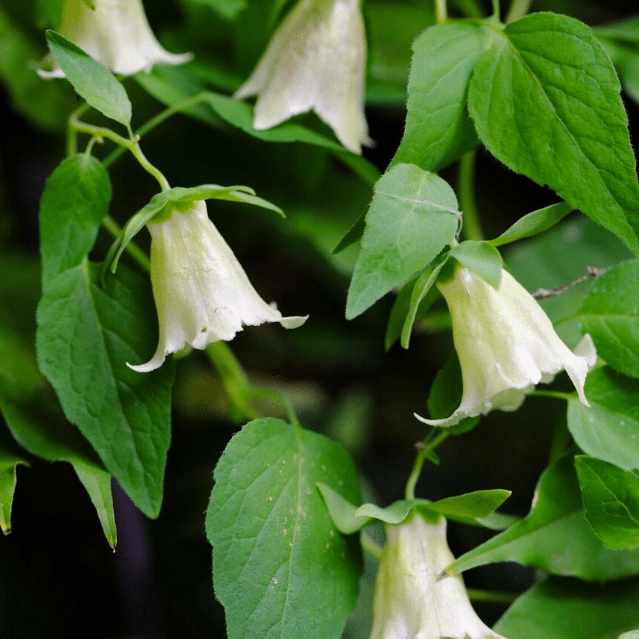 Dang-shen – 50 Seeds