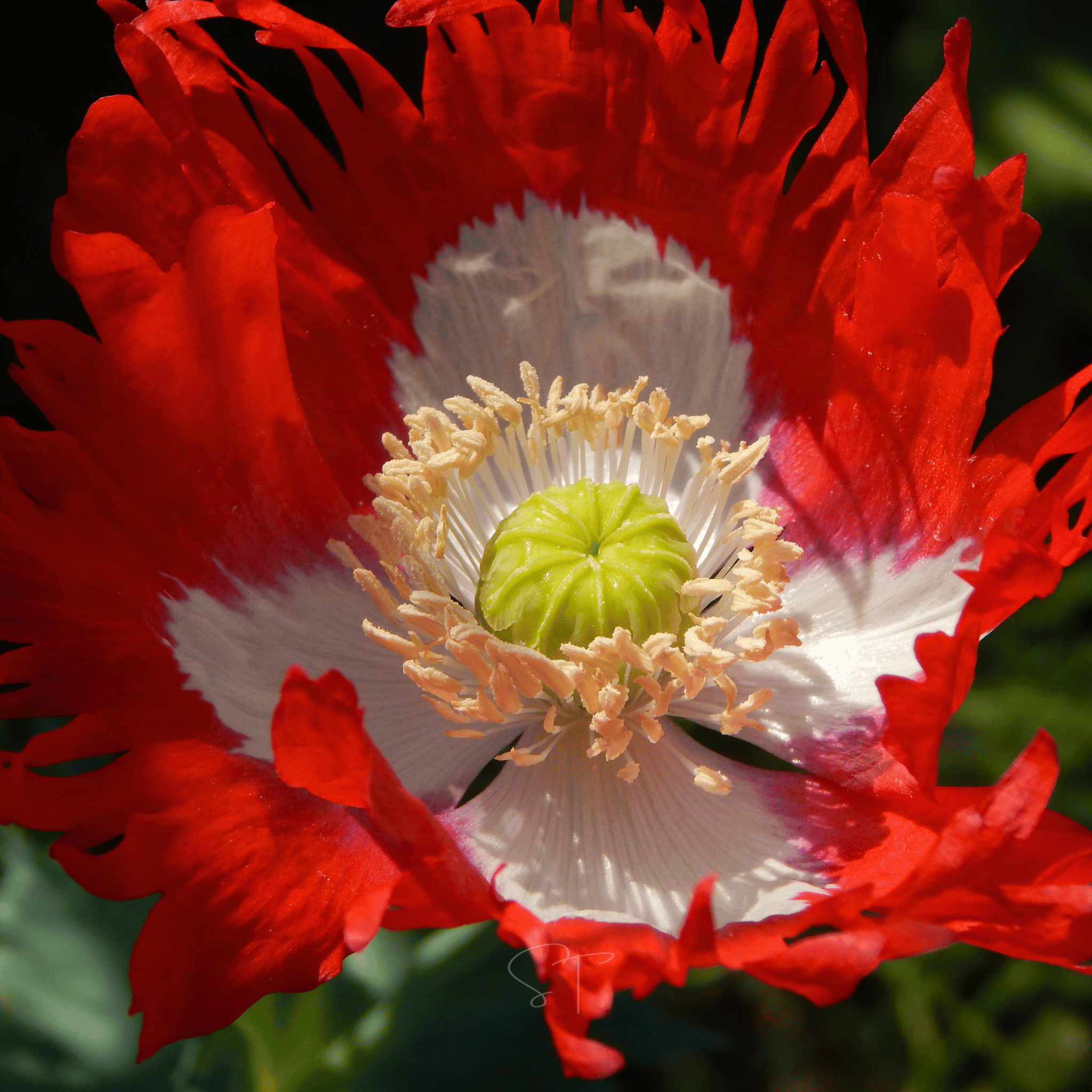 Danish Flag Poppy – 100 Seeds