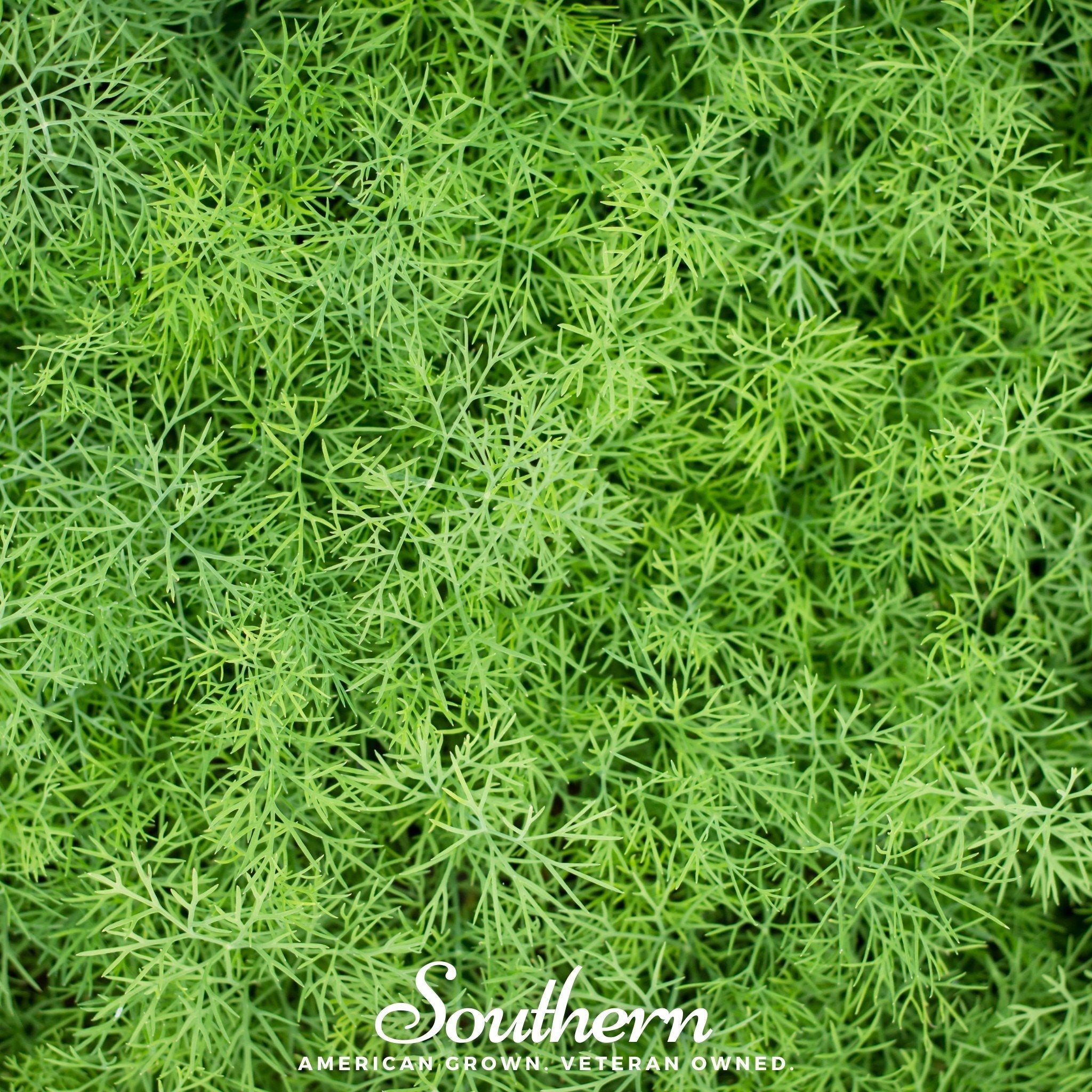 Dwarf Fernleaf Dill – 100 Seeds