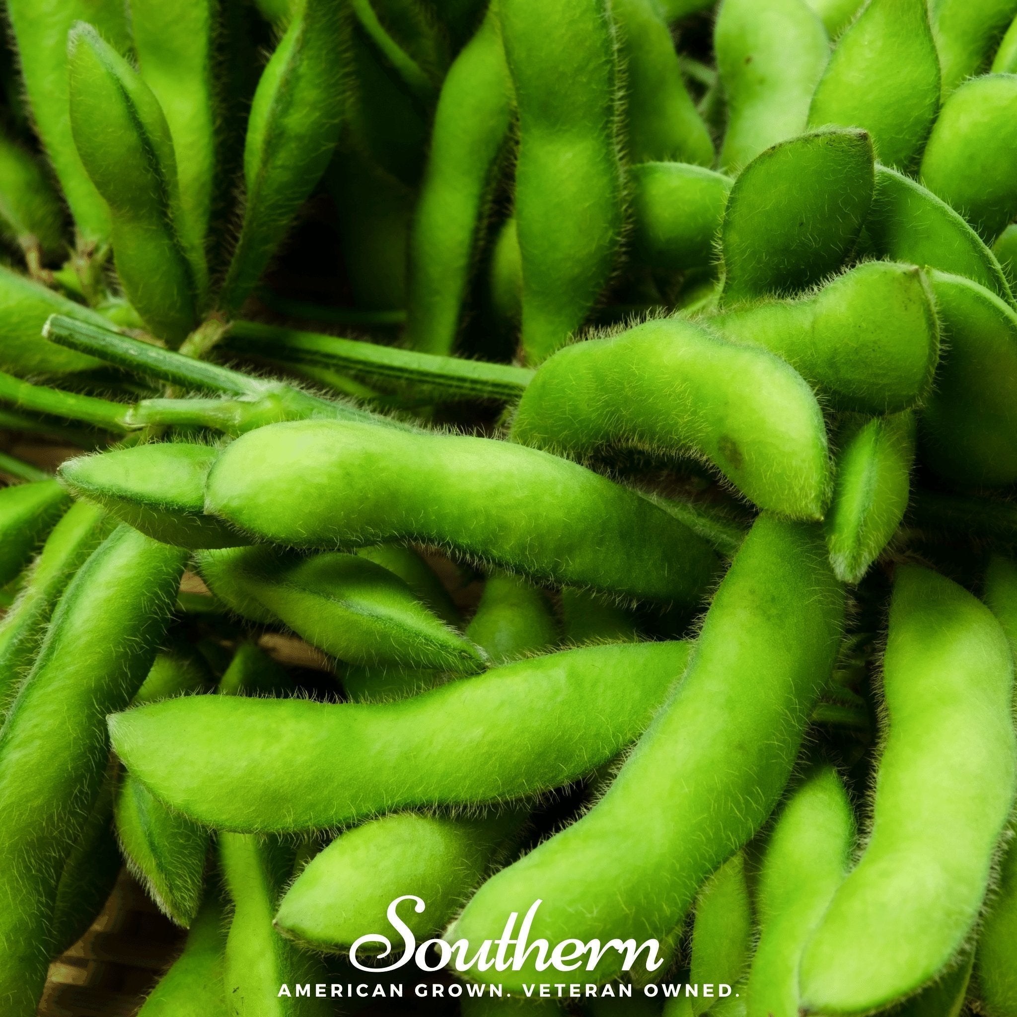 Be Sweet Edamame Soybean (Bush) – 20 Seeds