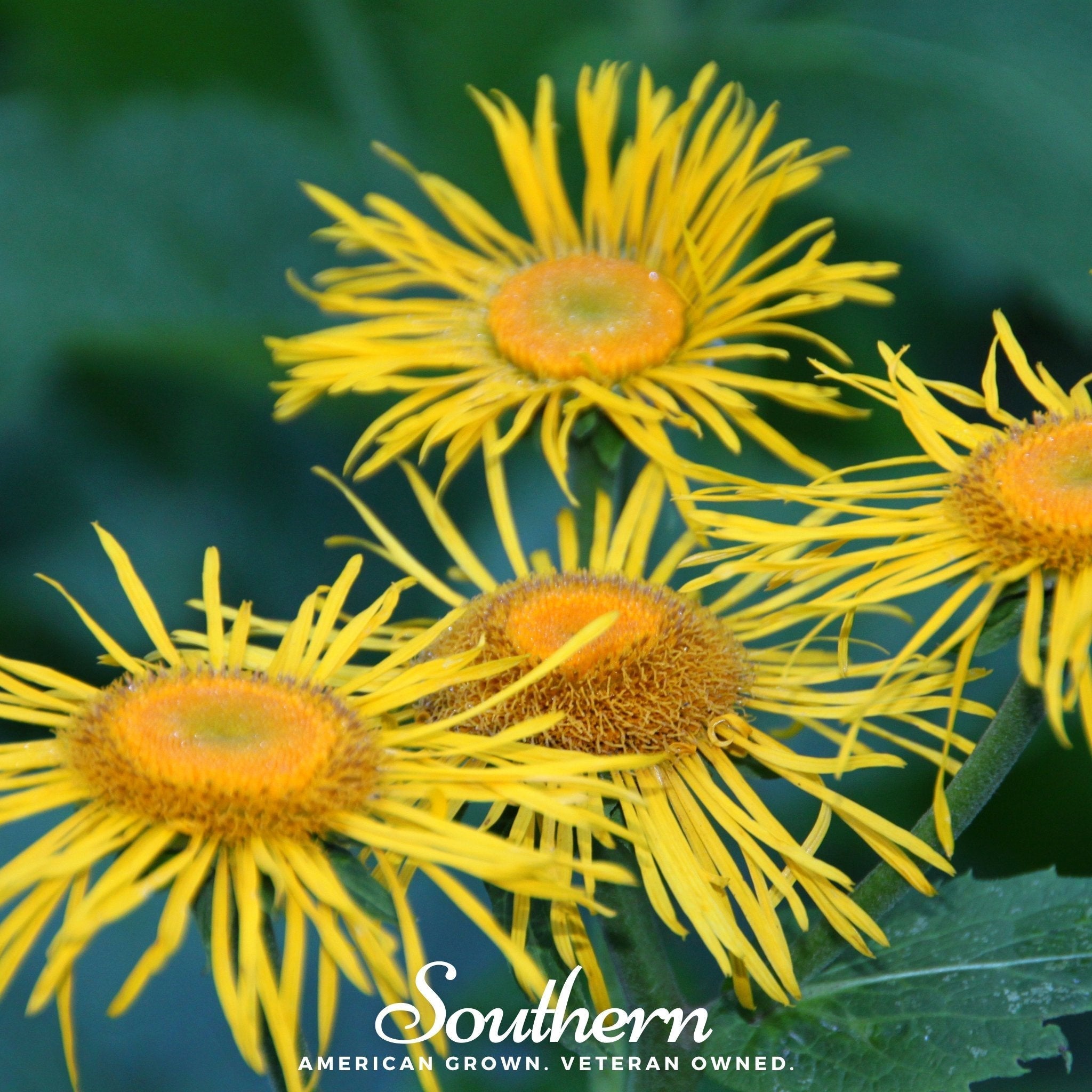 Elecampane – 25 Seeds