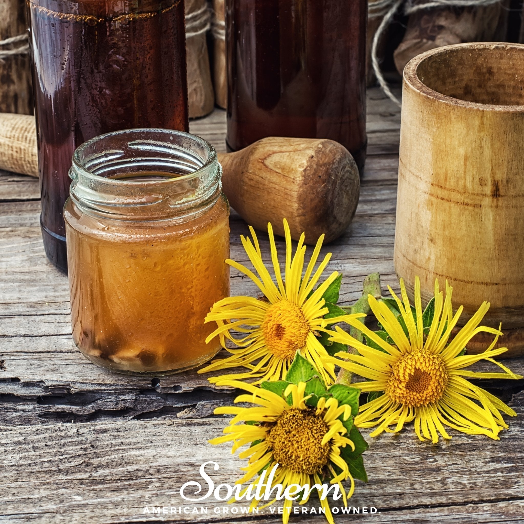 Elecampane – 25 Seeds