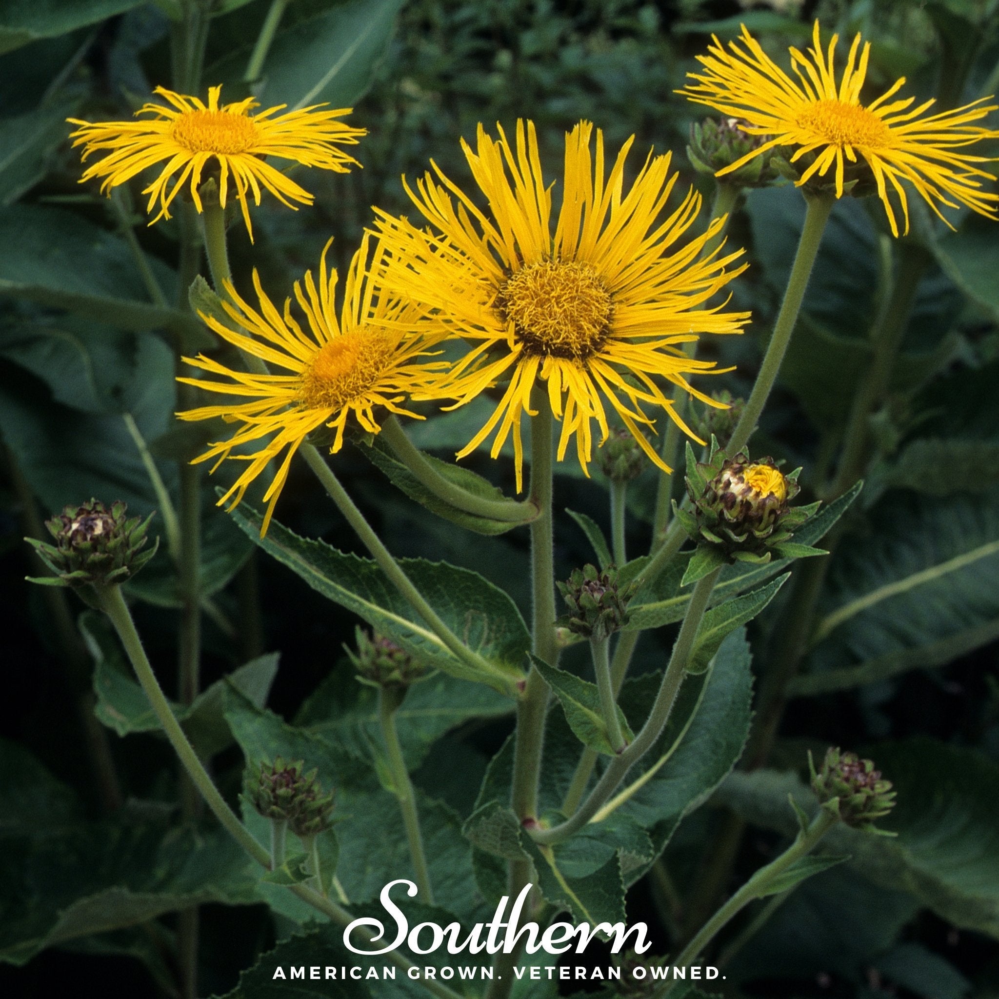 Elecampane – 25 Seeds