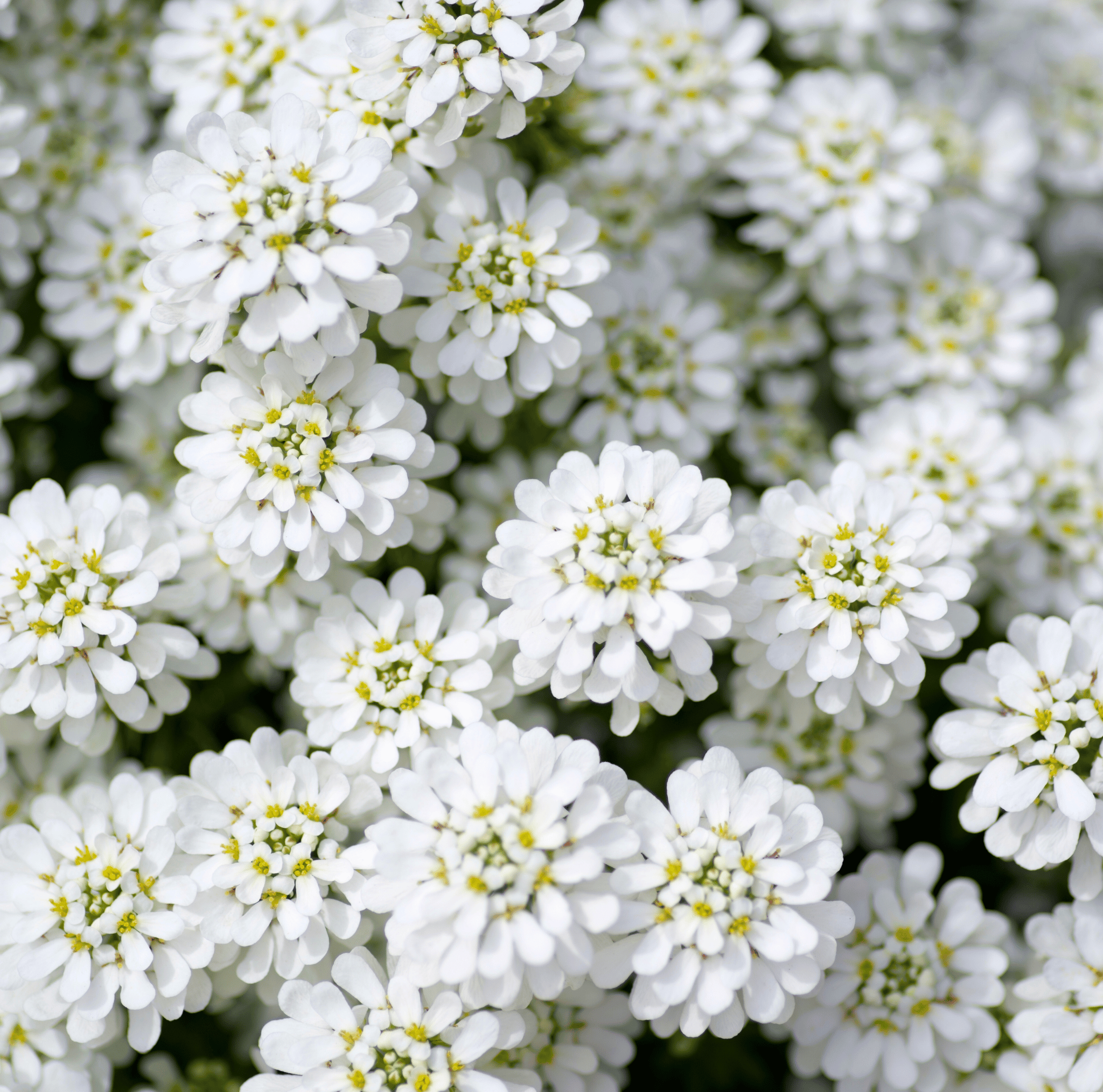 Empress Rocket Candytuft – 100 Seeds