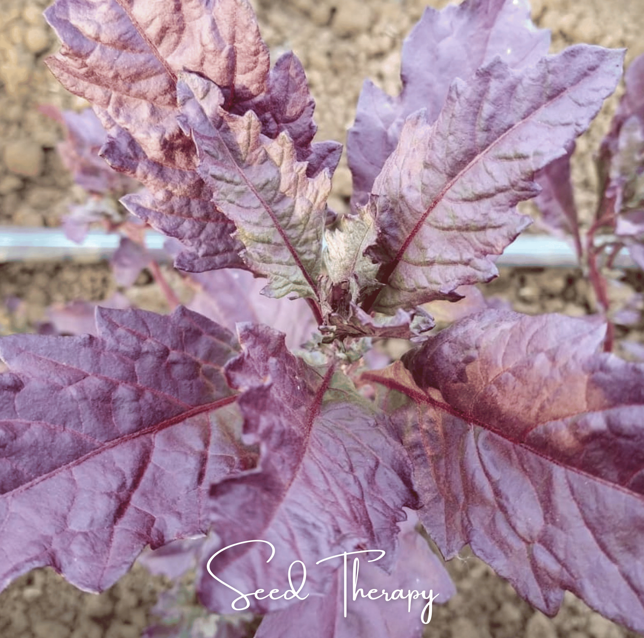 Red Oaxaca Epazote – 100 Seeds