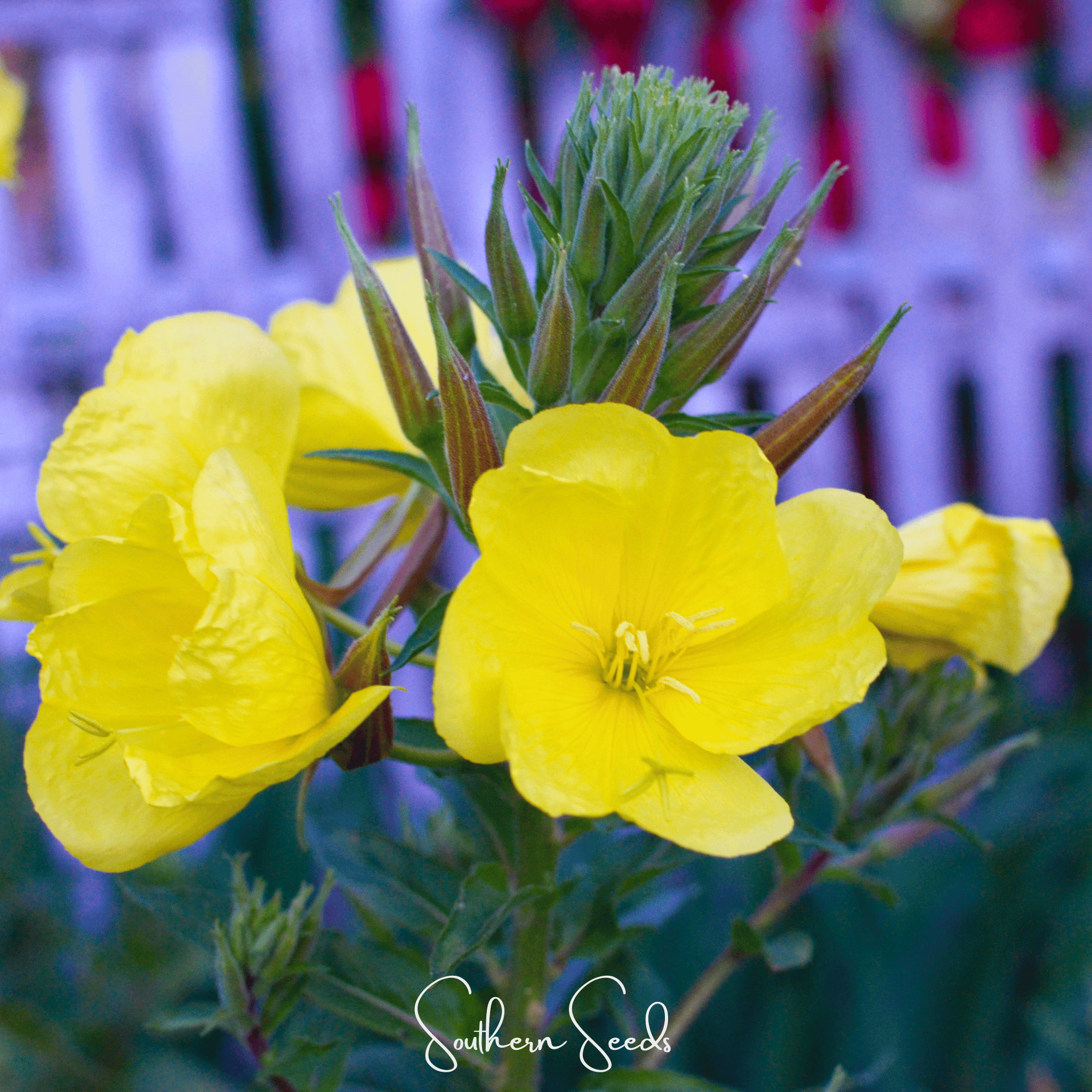 Evening Primrose – 100 Seeds