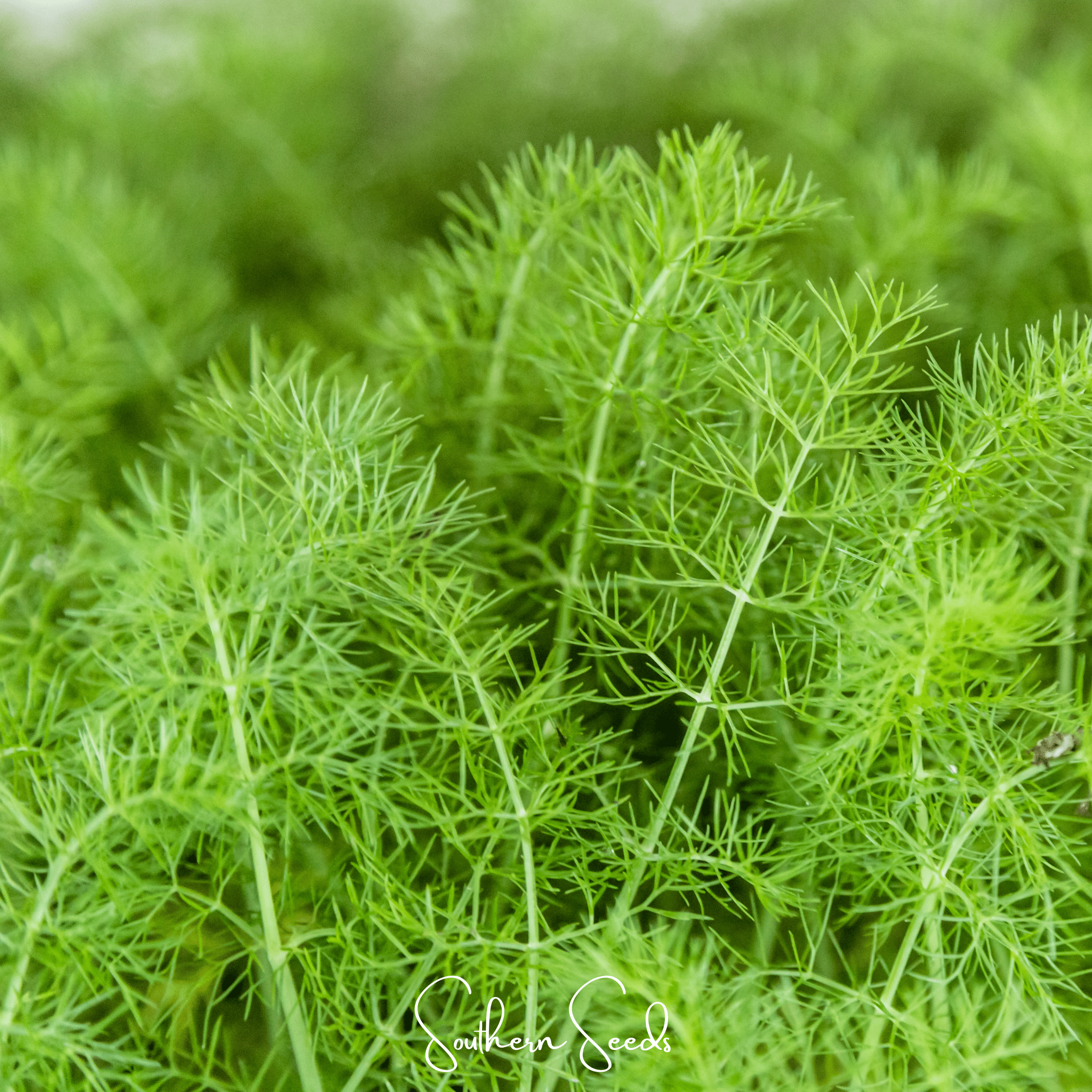 Grosfruchtiger Fennel – 200 Seeds