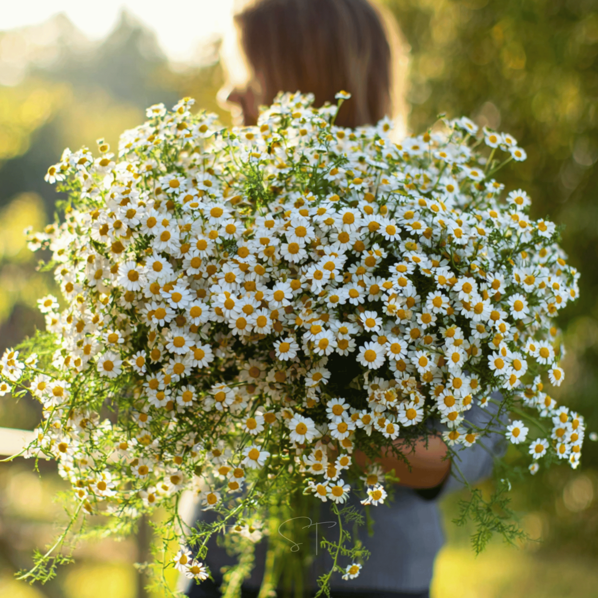 Feverfew – 100 Seeds