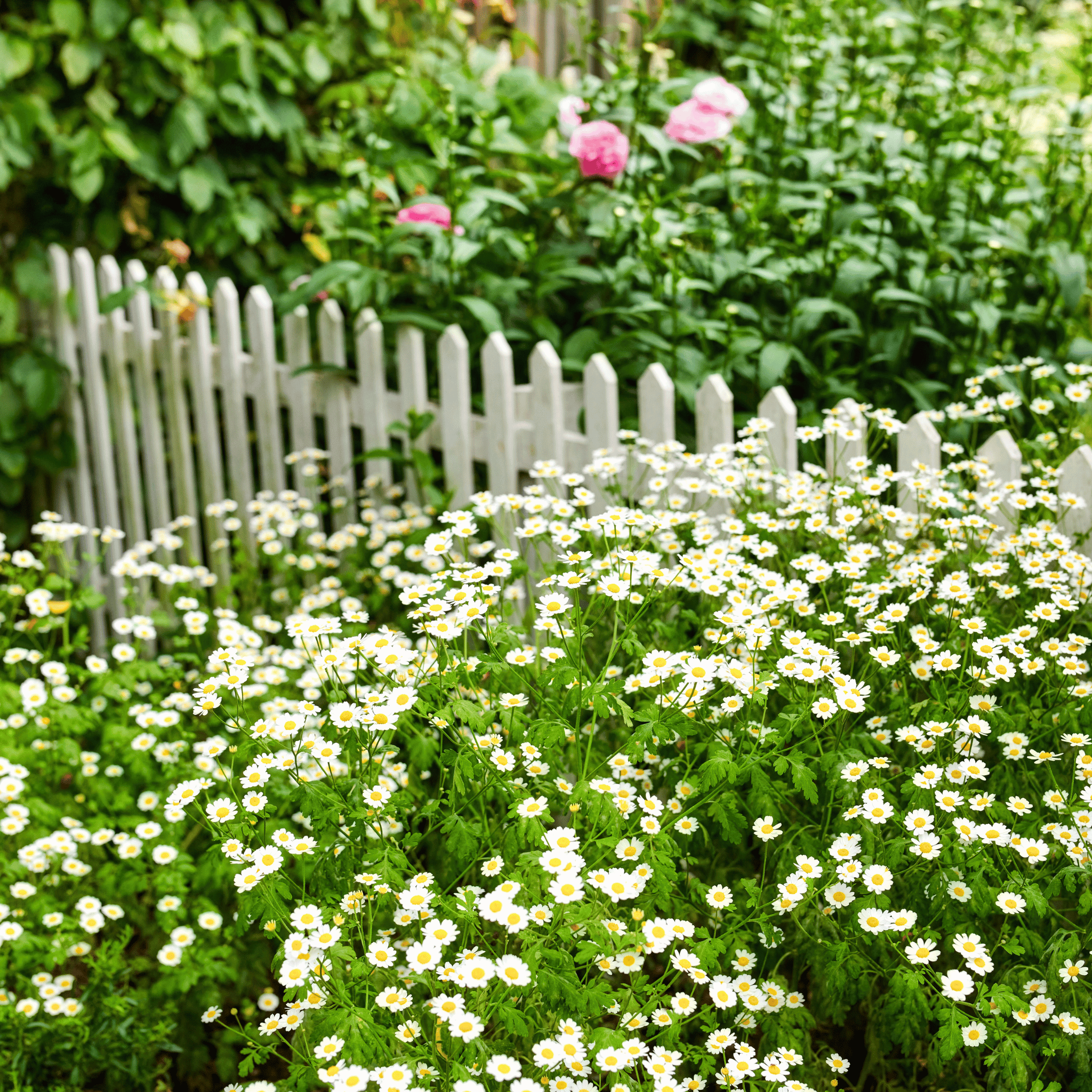 Feverfew – 100 Seeds