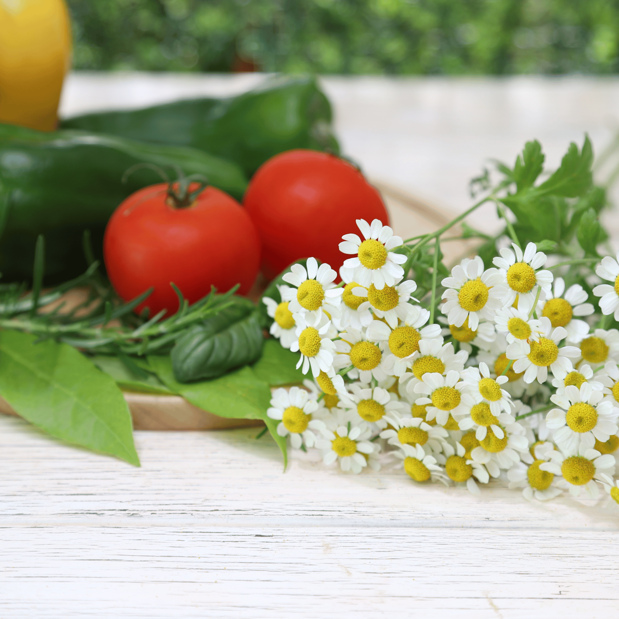 Feverfew – 100 Seeds