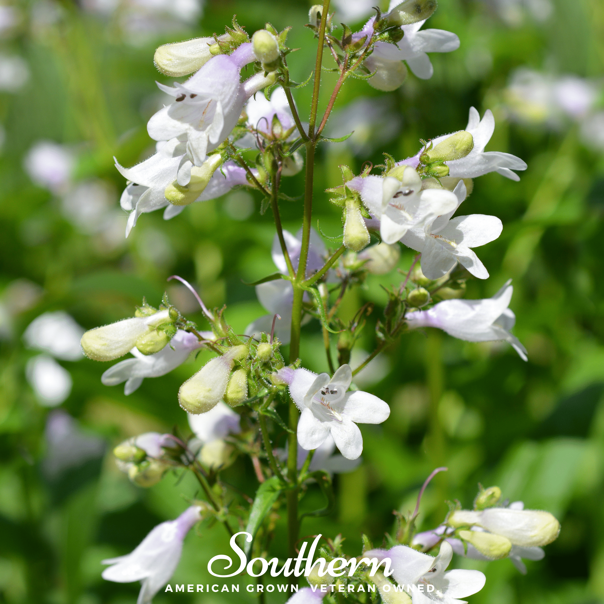 Beardtongue Foxglove – 200 Seeds