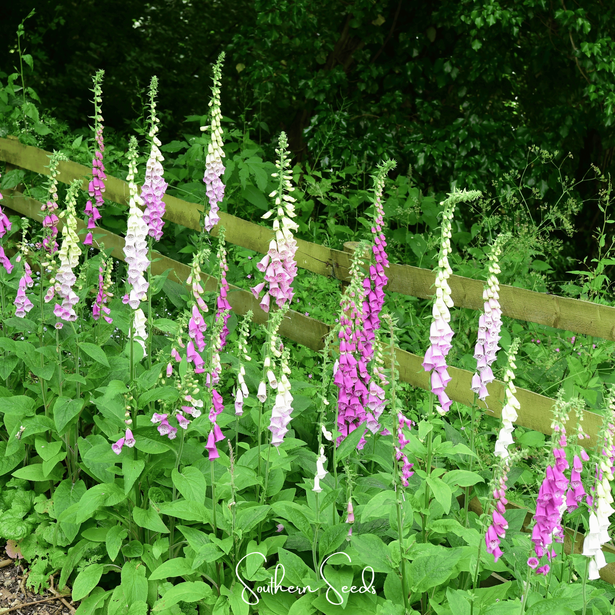 Foxy Foxglove Mix – 200 Seeds