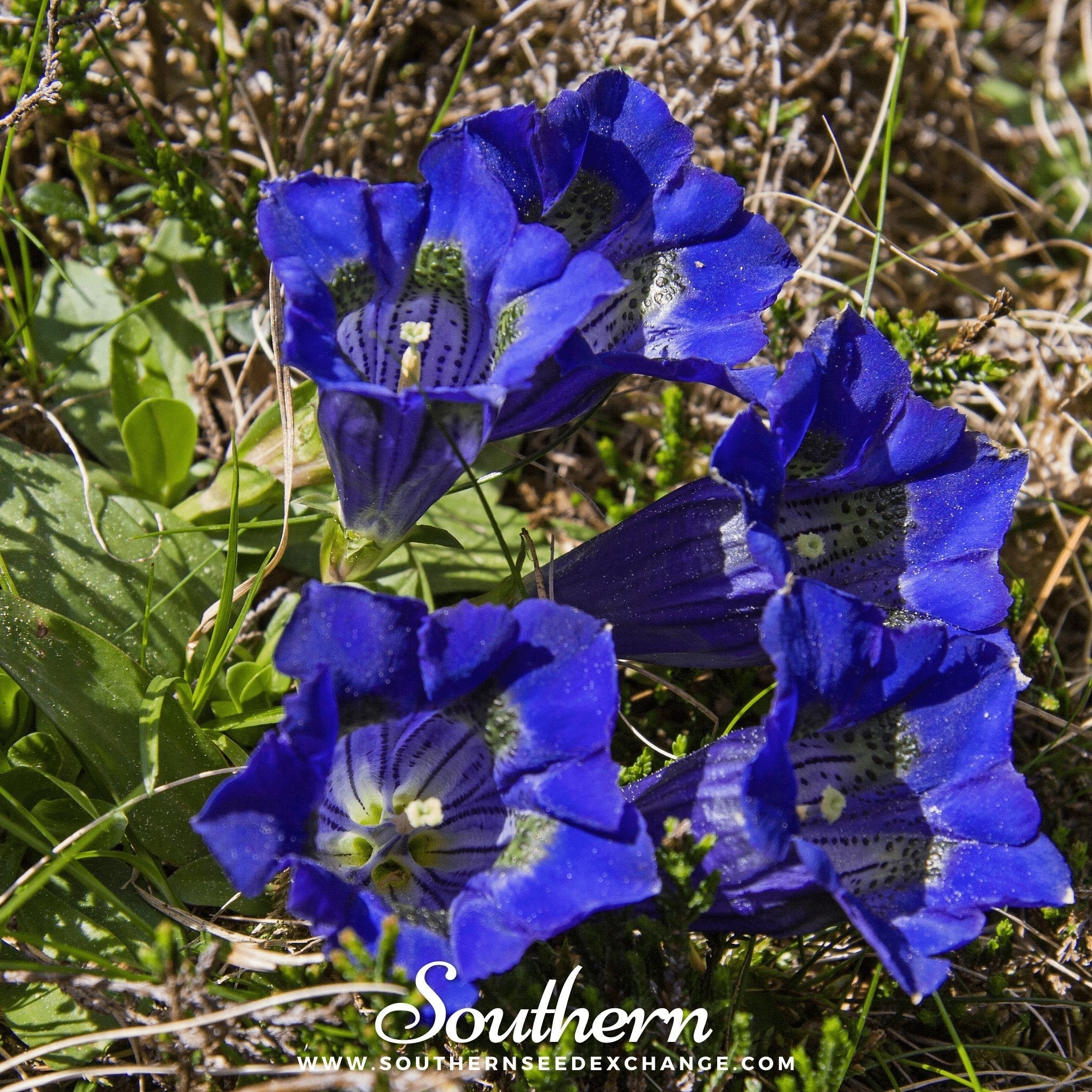 Stemless Gentian – 50 Seeds
