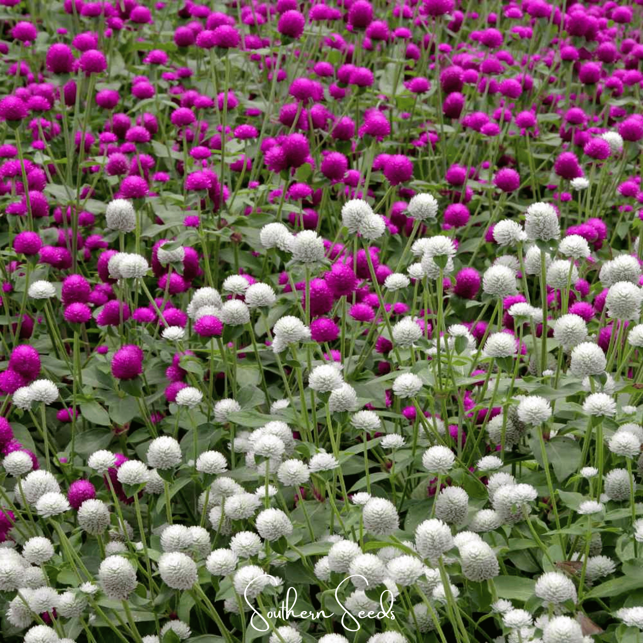 Globosa Mix Gomphrena – 50 Seeds