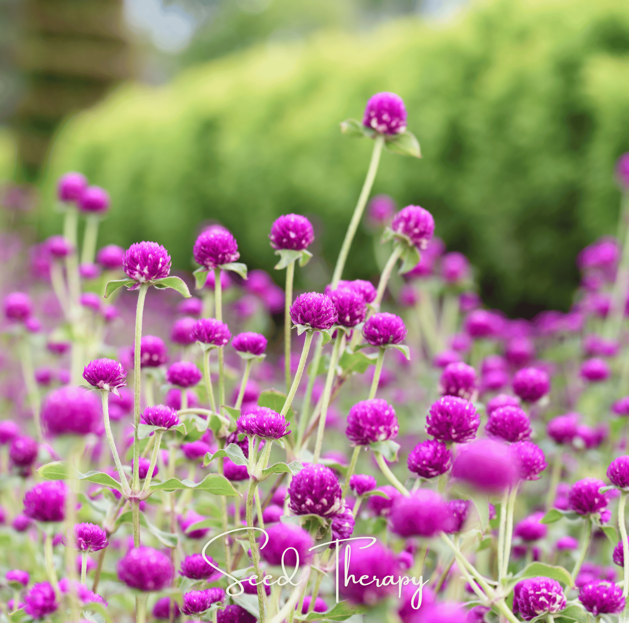 Purple Globosa Gomphrena – 50 Seeds