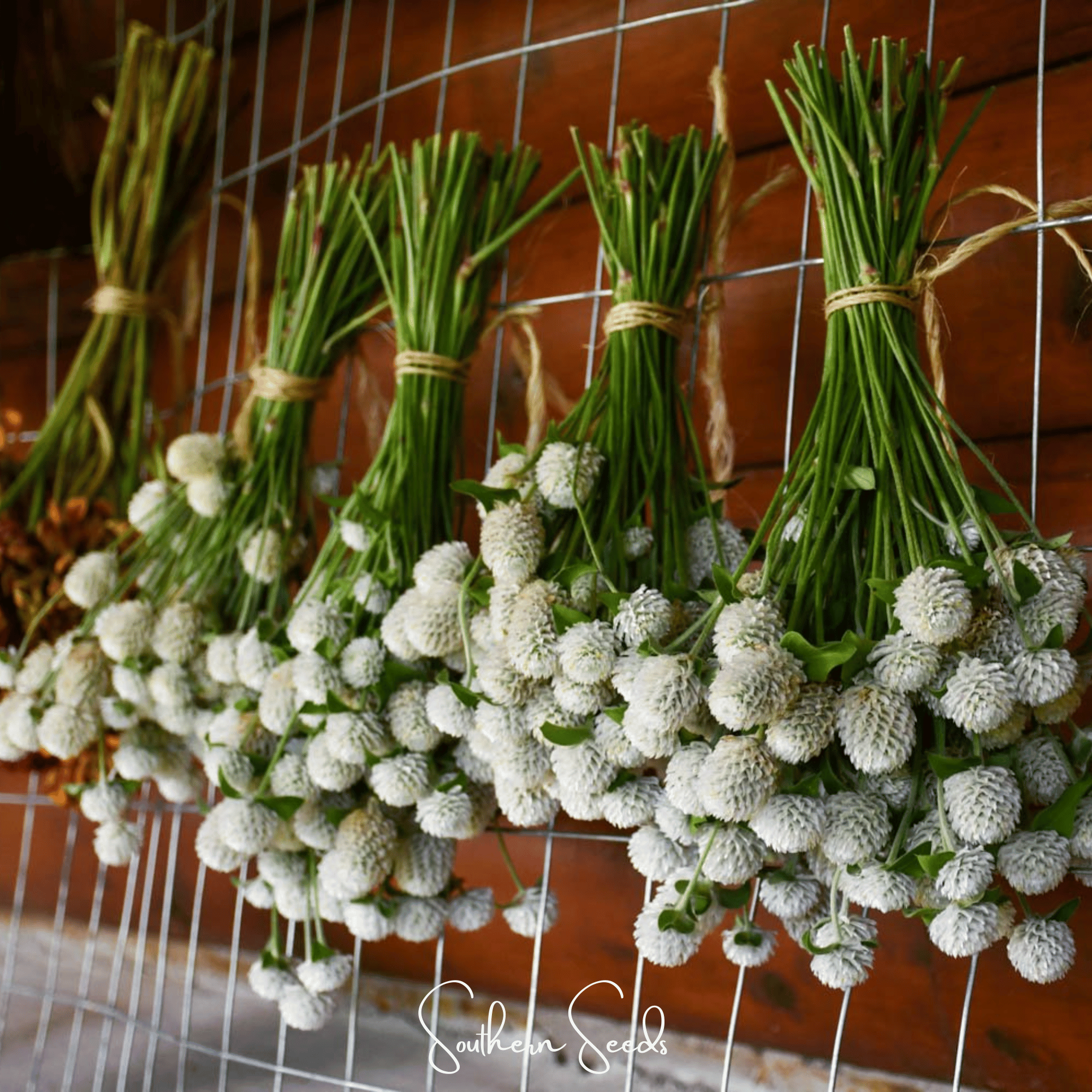 White Globosa Gomphrena – 50 Seeds