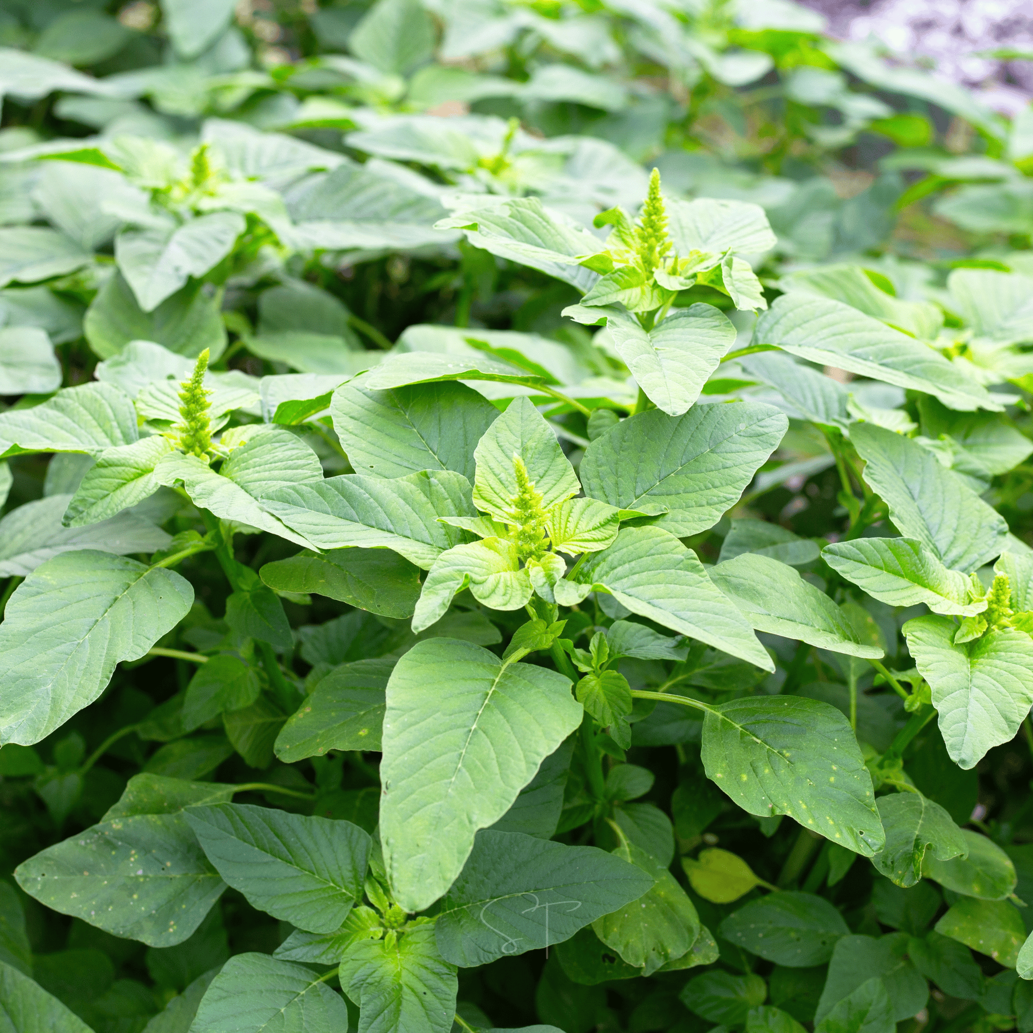 Green Callaloo Amaranth – 100 Seeds