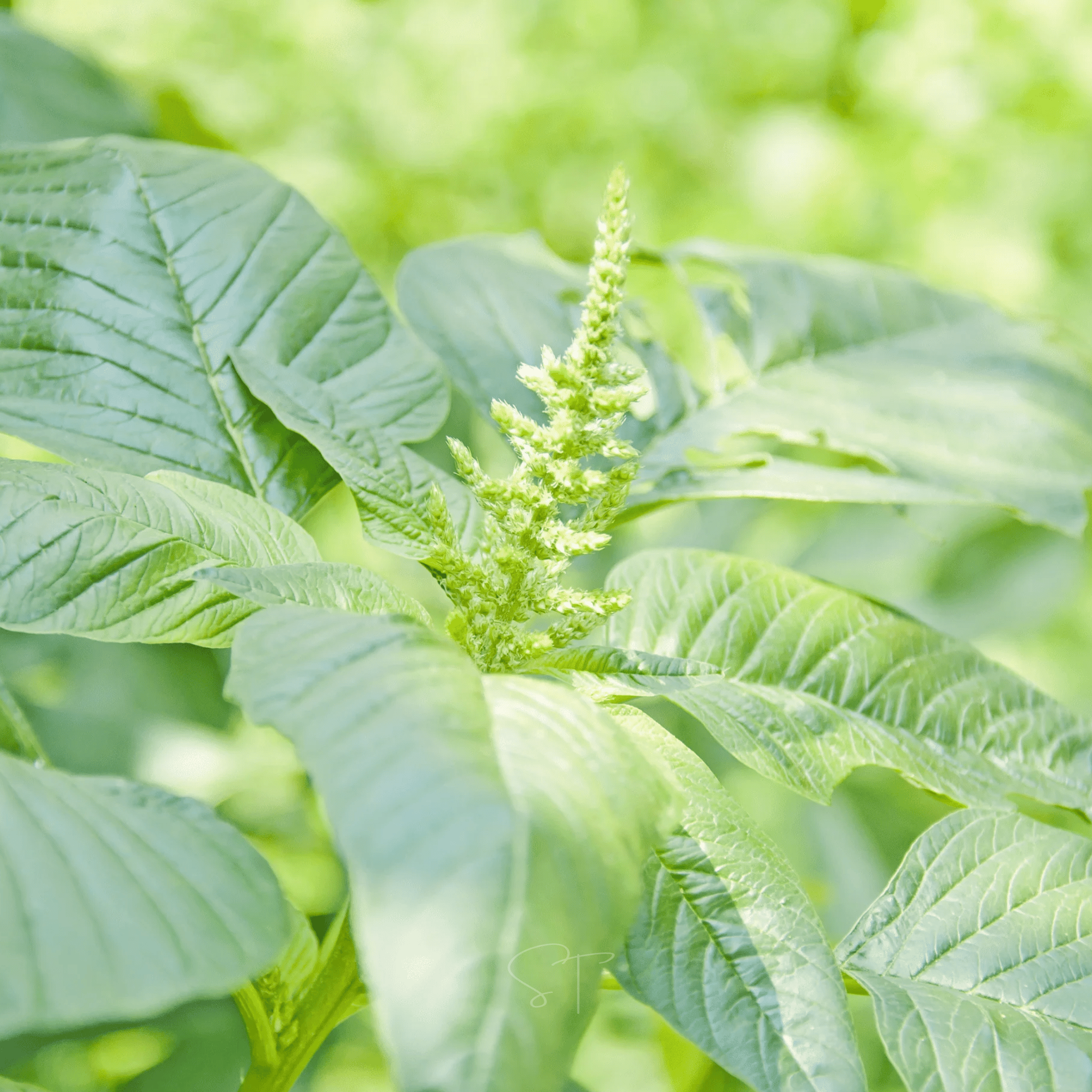 Green Callaloo Amaranth – 100 Seeds