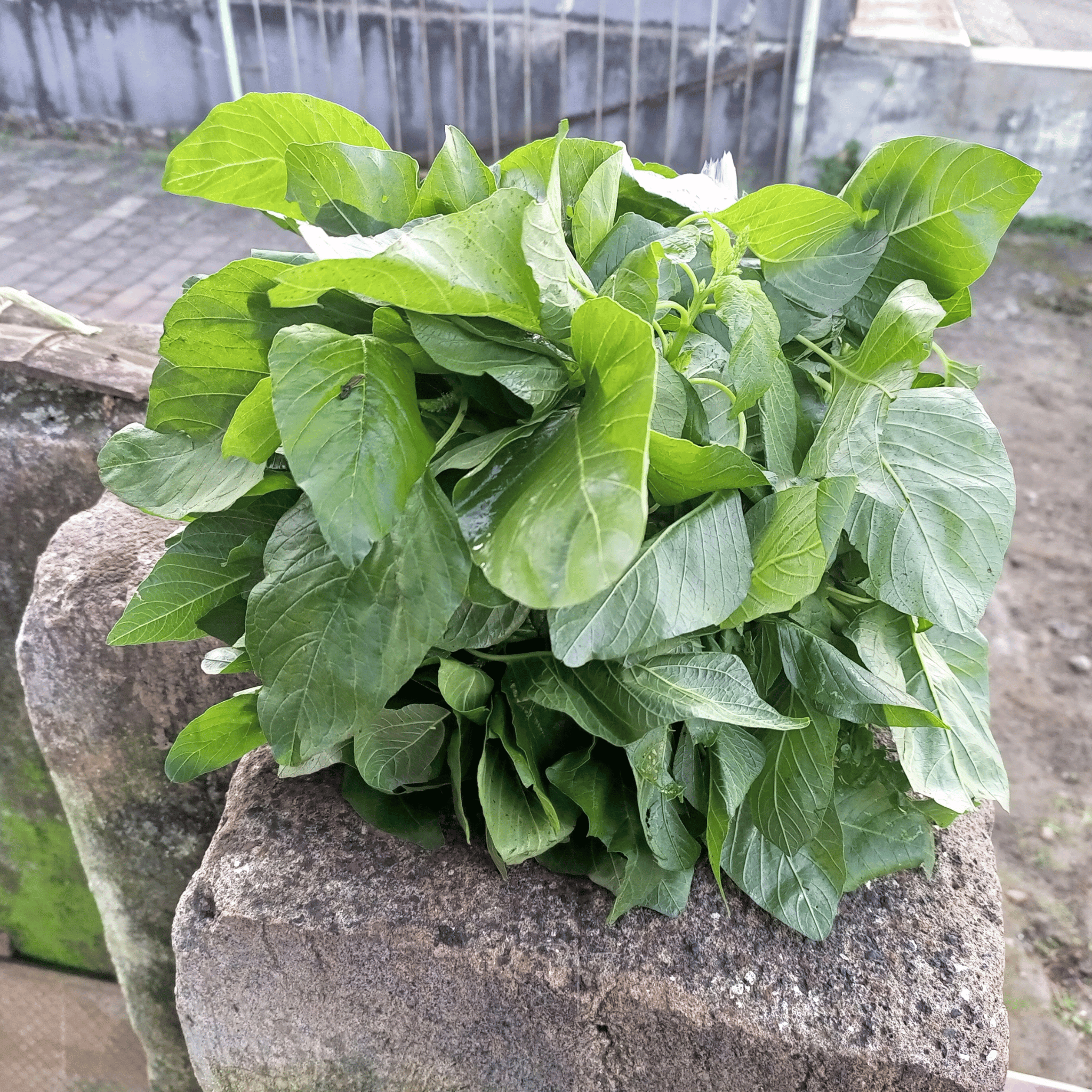 Green Callaloo Amaranth – 100 Seeds