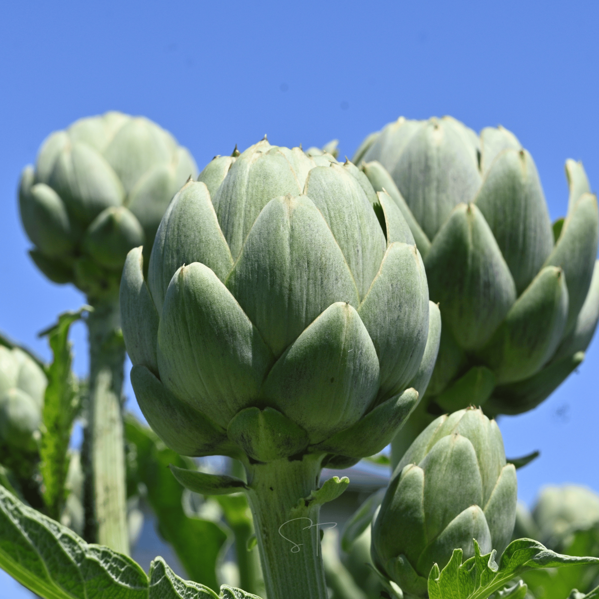Green Globe Artichoke – 25 Seeds
