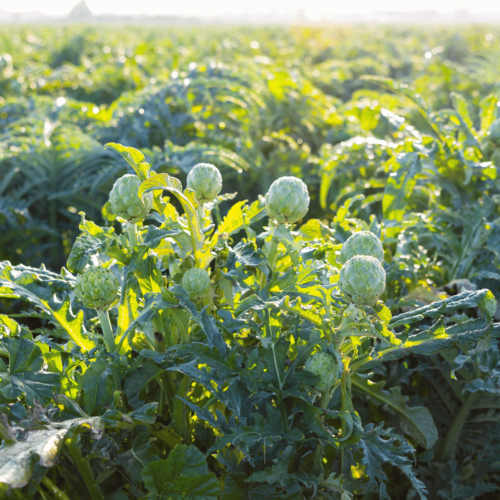 Green Globe Artichoke – 25 Seeds