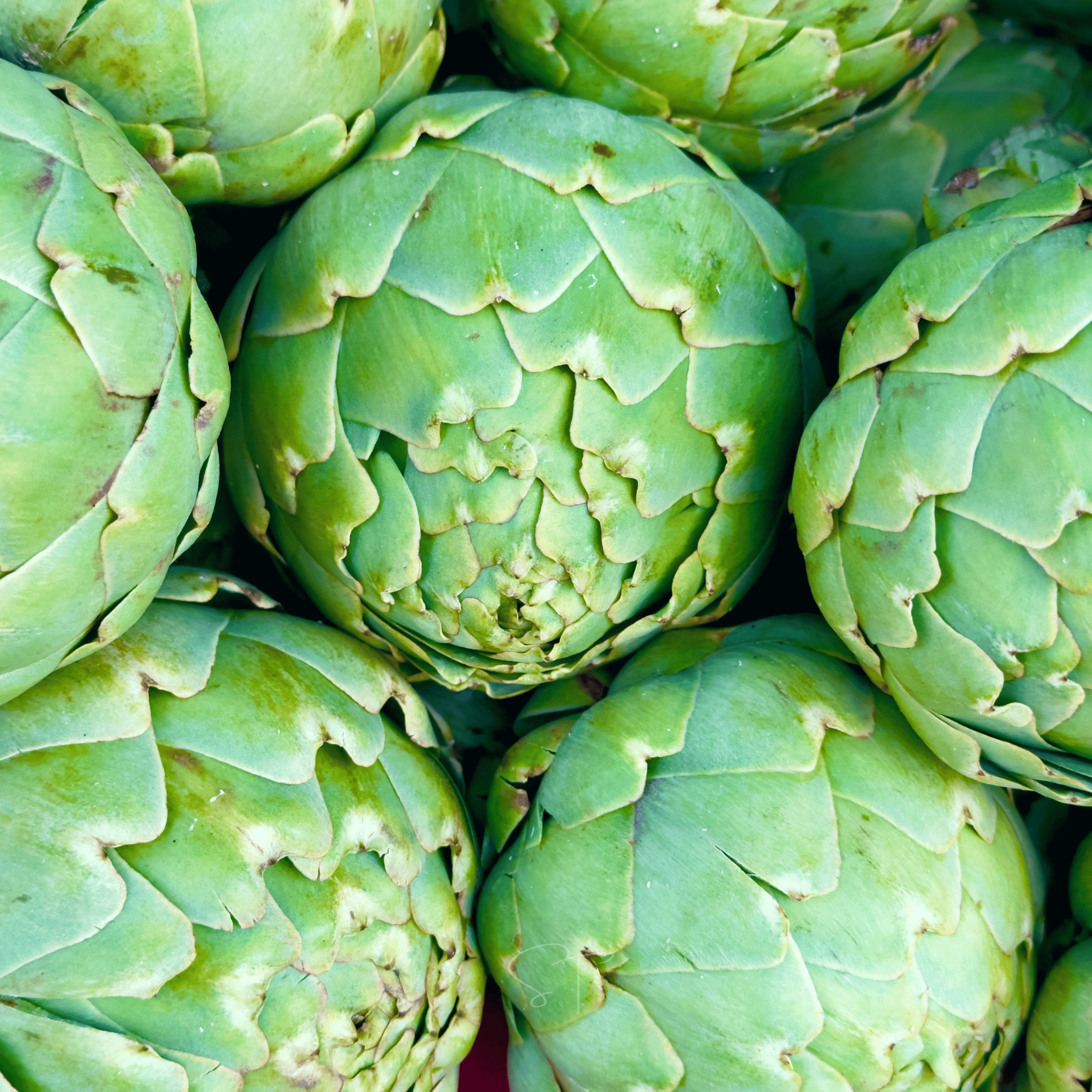 Green Globe Artichoke – 25 Seeds