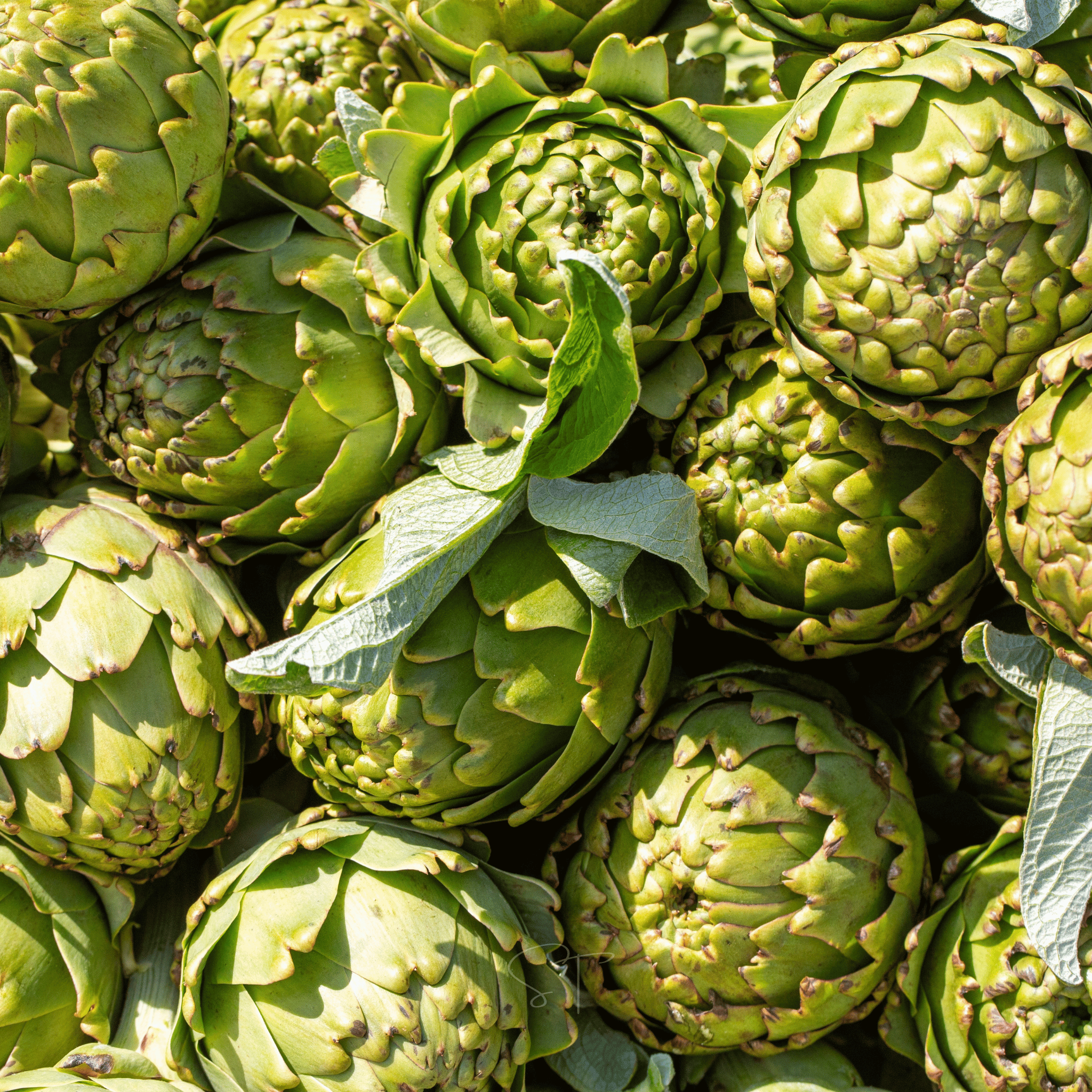 Green Globe Artichoke – 25 Seeds
