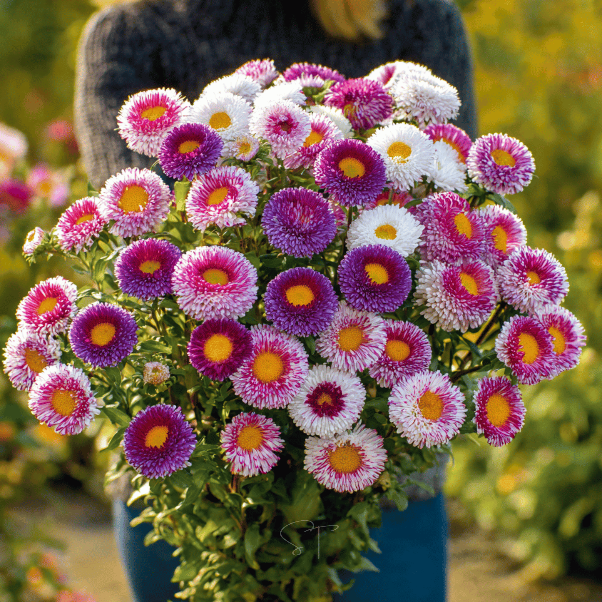 Hi-No-Maru Pompon Aster – 50 Seeds