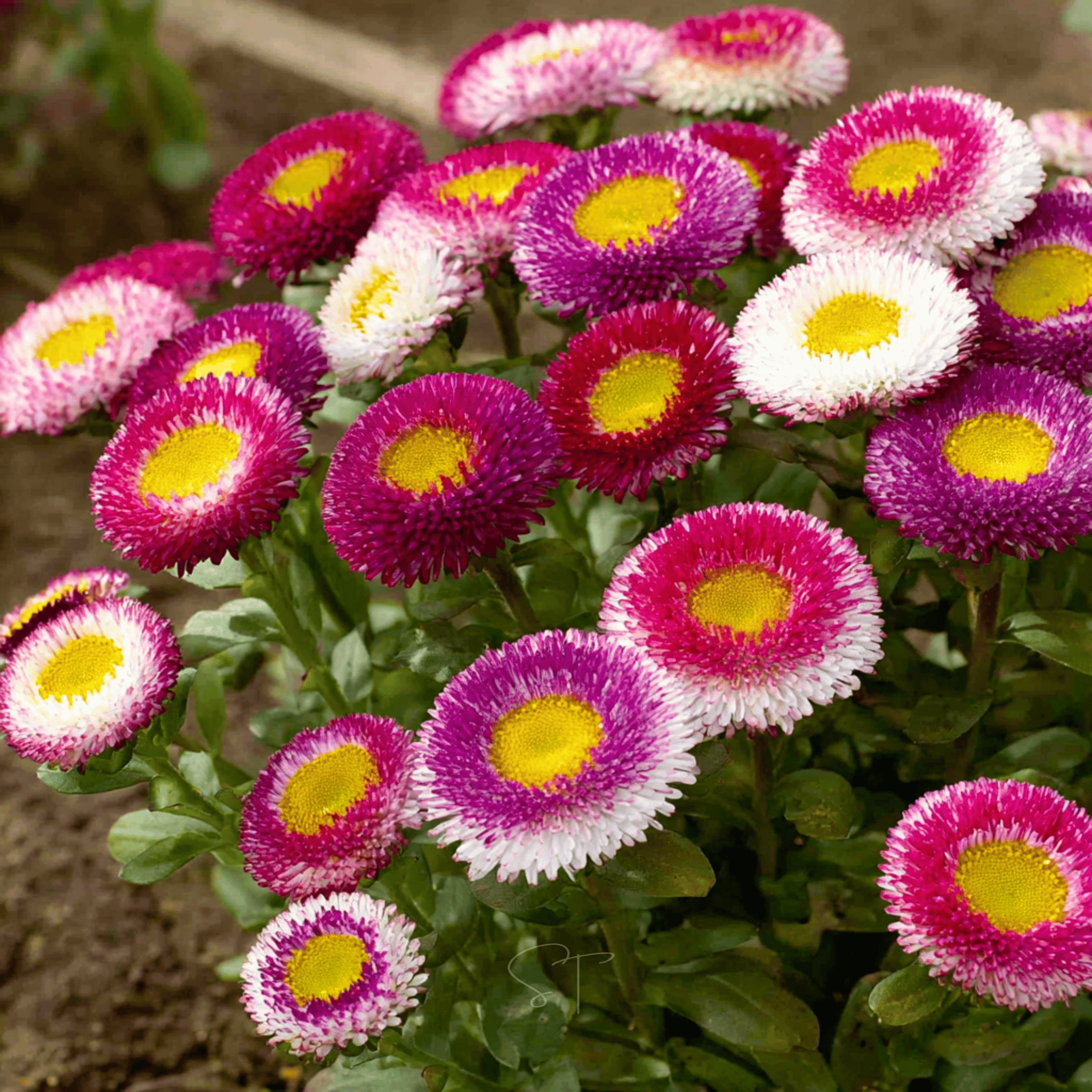 Hi-No-Maru Pompon Aster – 50 Seeds