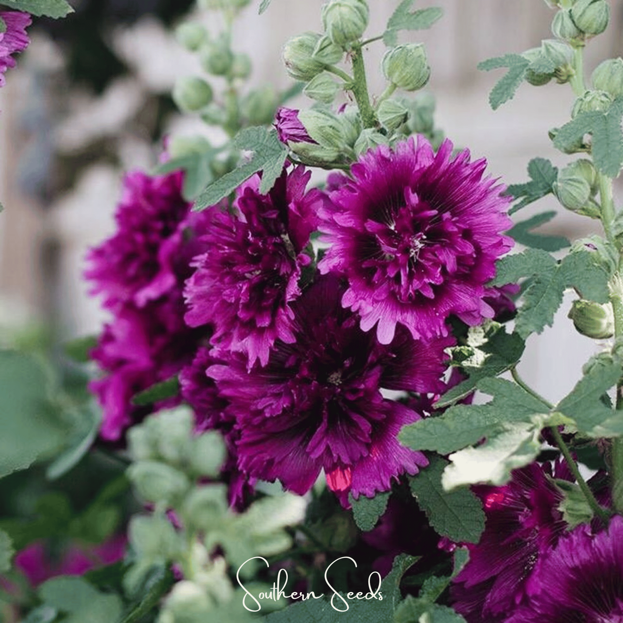 Queeny Purple Hollyhock – 25 Seeds