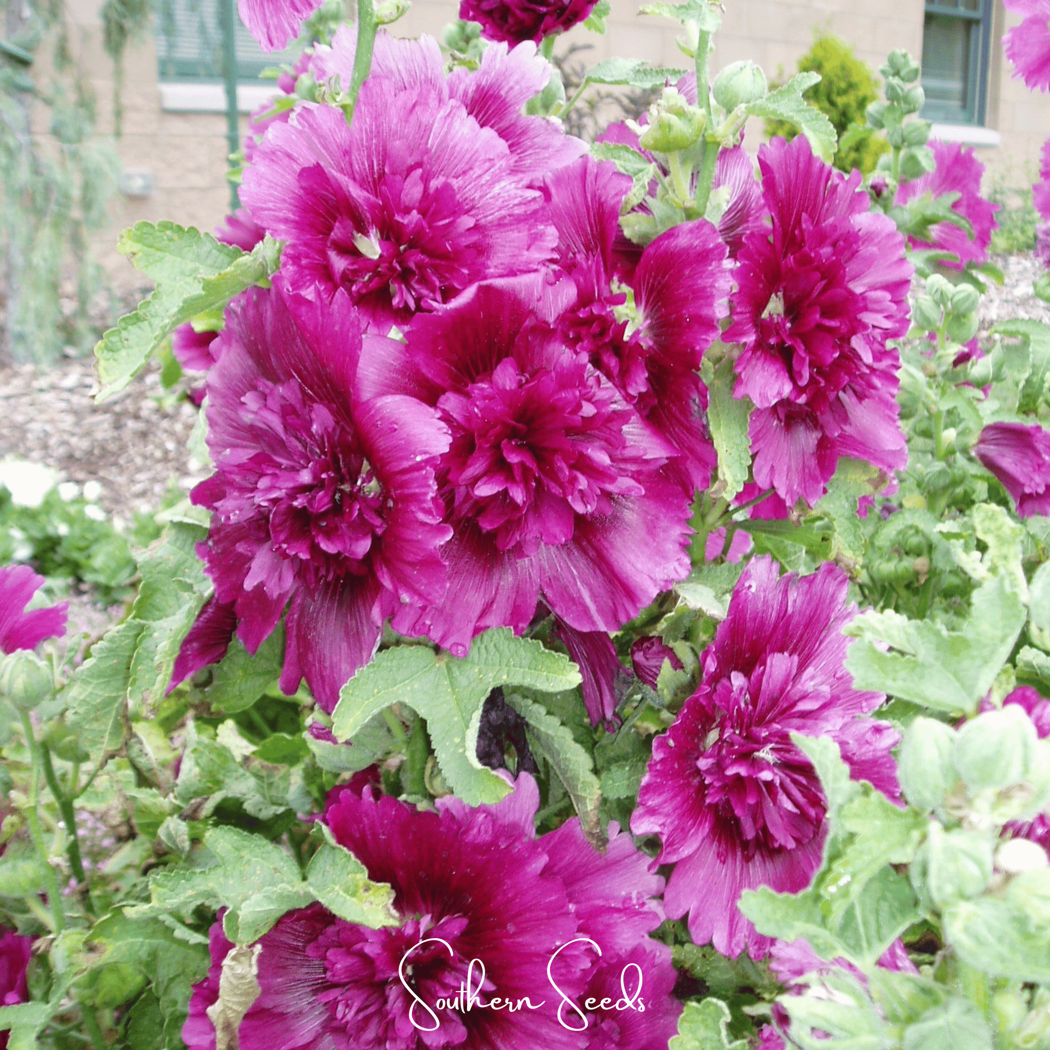 Queeny Purple Hollyhock – 25 Seeds