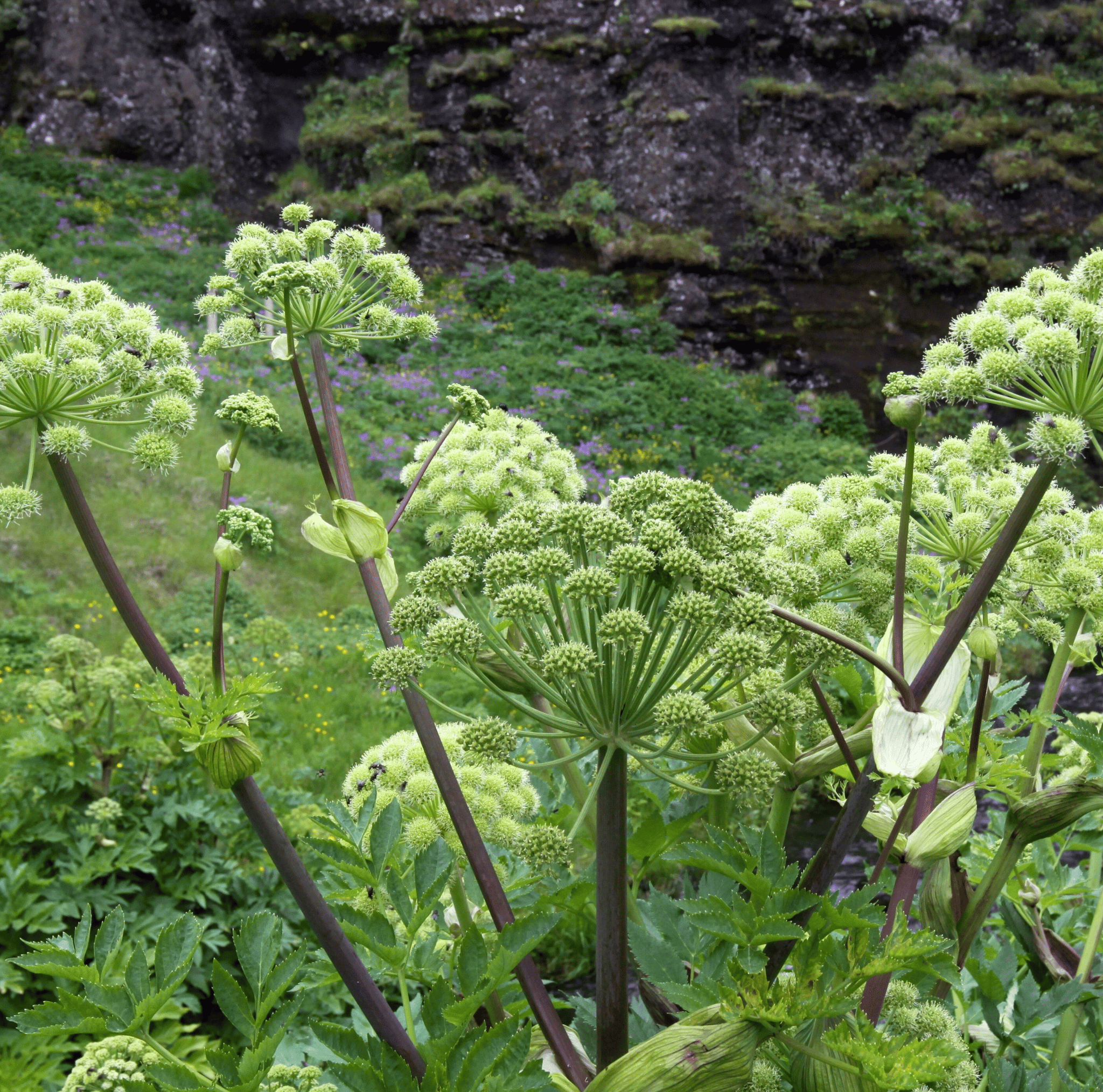 Holy Ghost Angelica – 50 Seeds