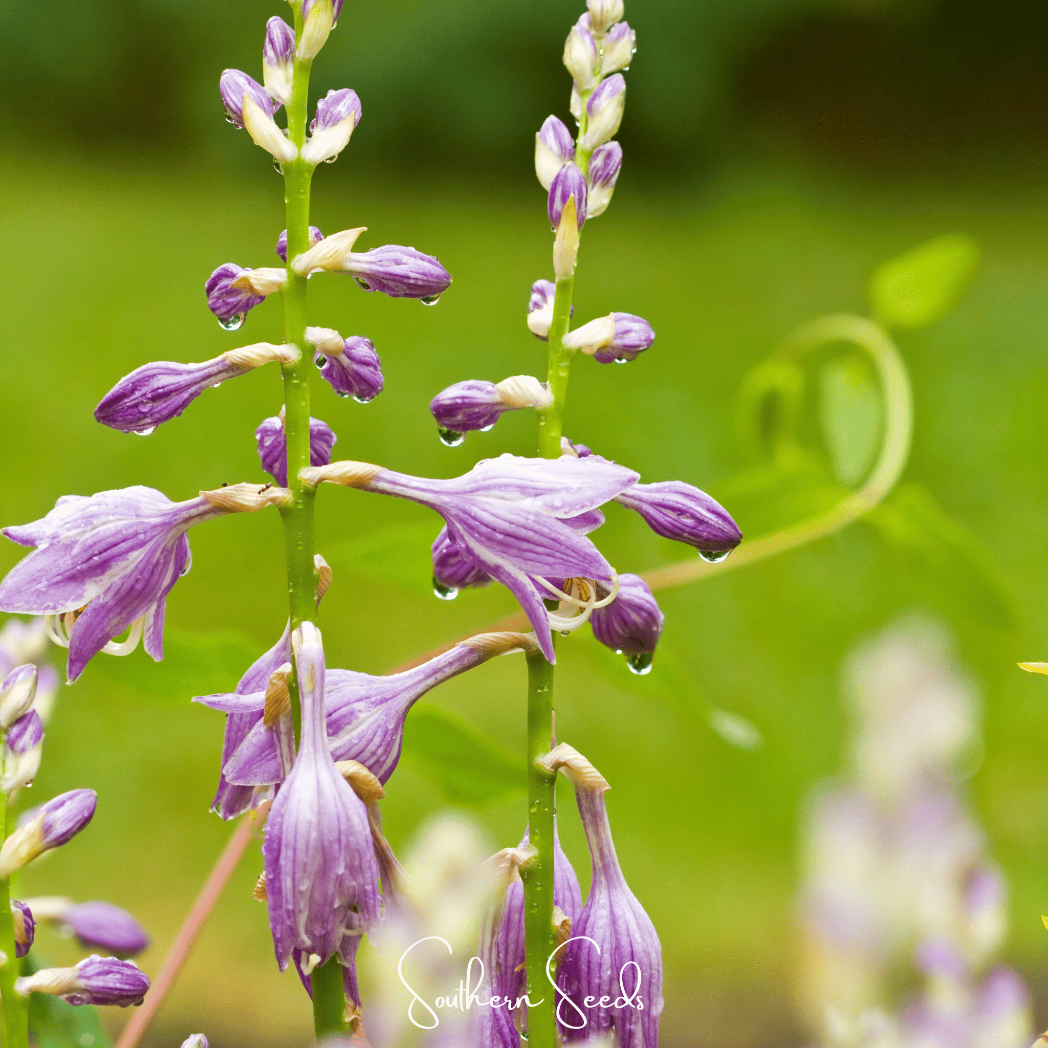 Blue Hosta – 25 Seeds