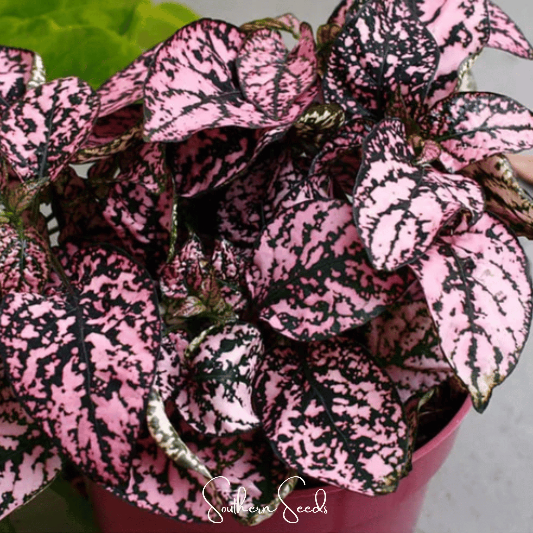 Pink Polka Dot Hypoestes – 25 Seeds