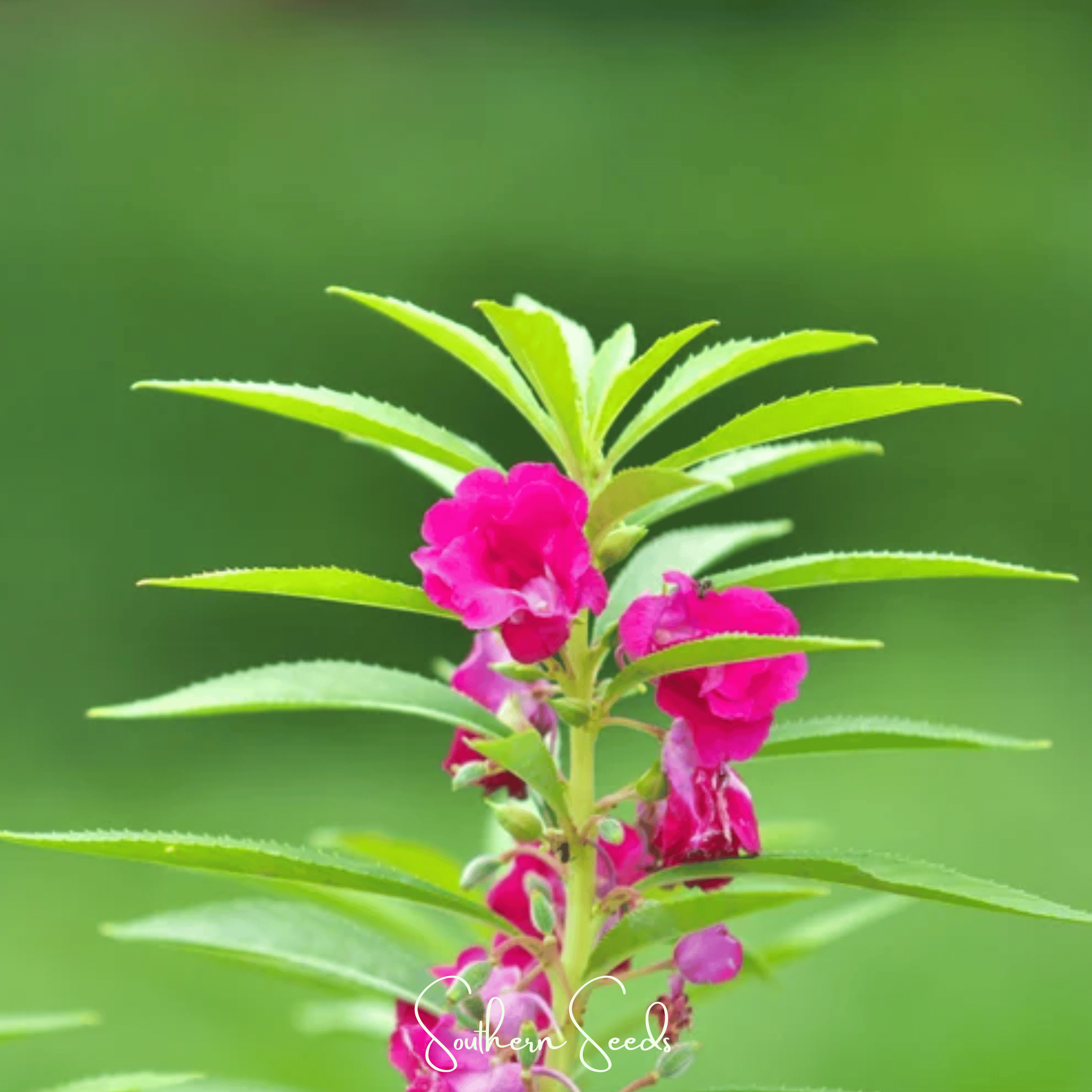 Bush Mix Impatiens – 50 Seeds