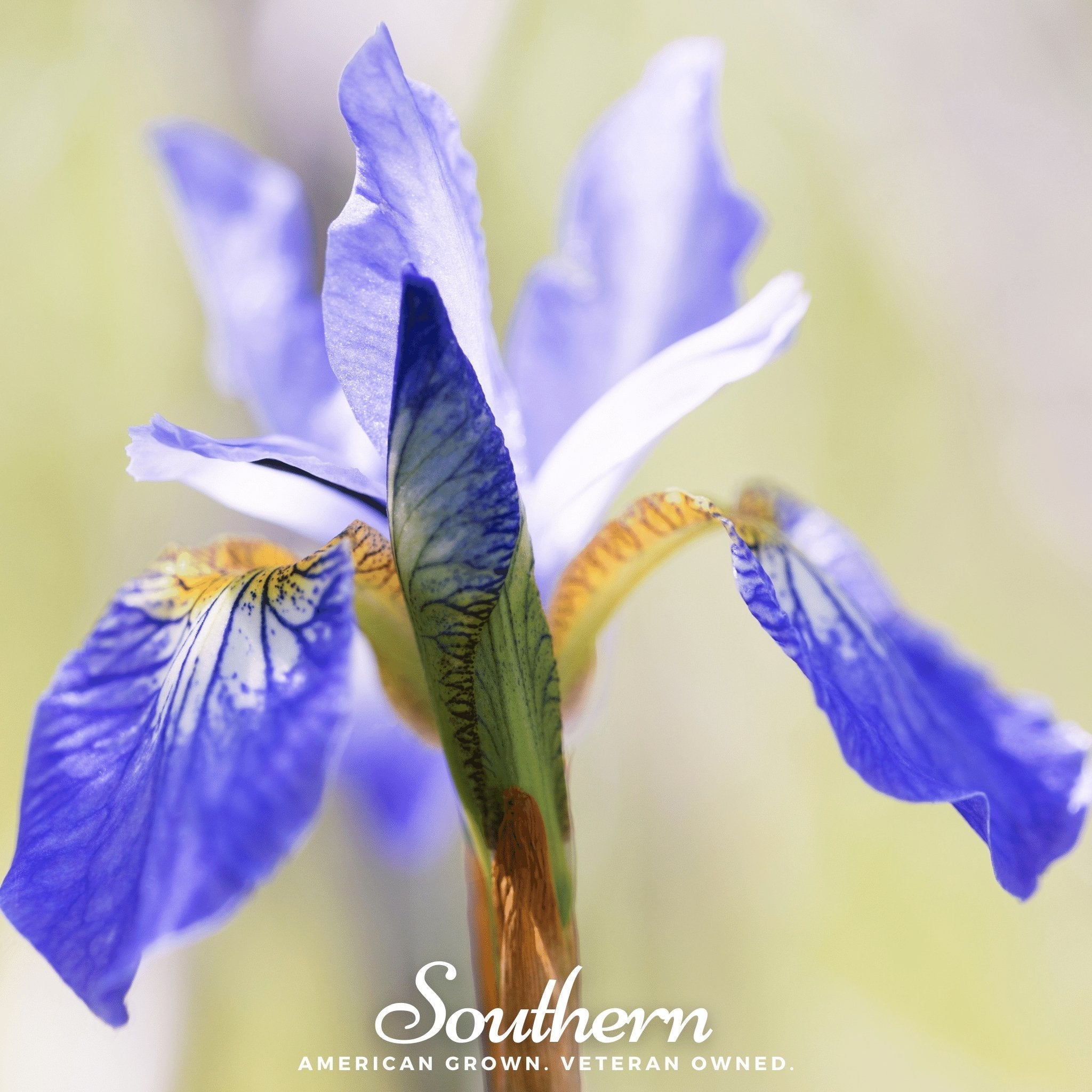 Northern Blue Flag Iris – 25 Seeds