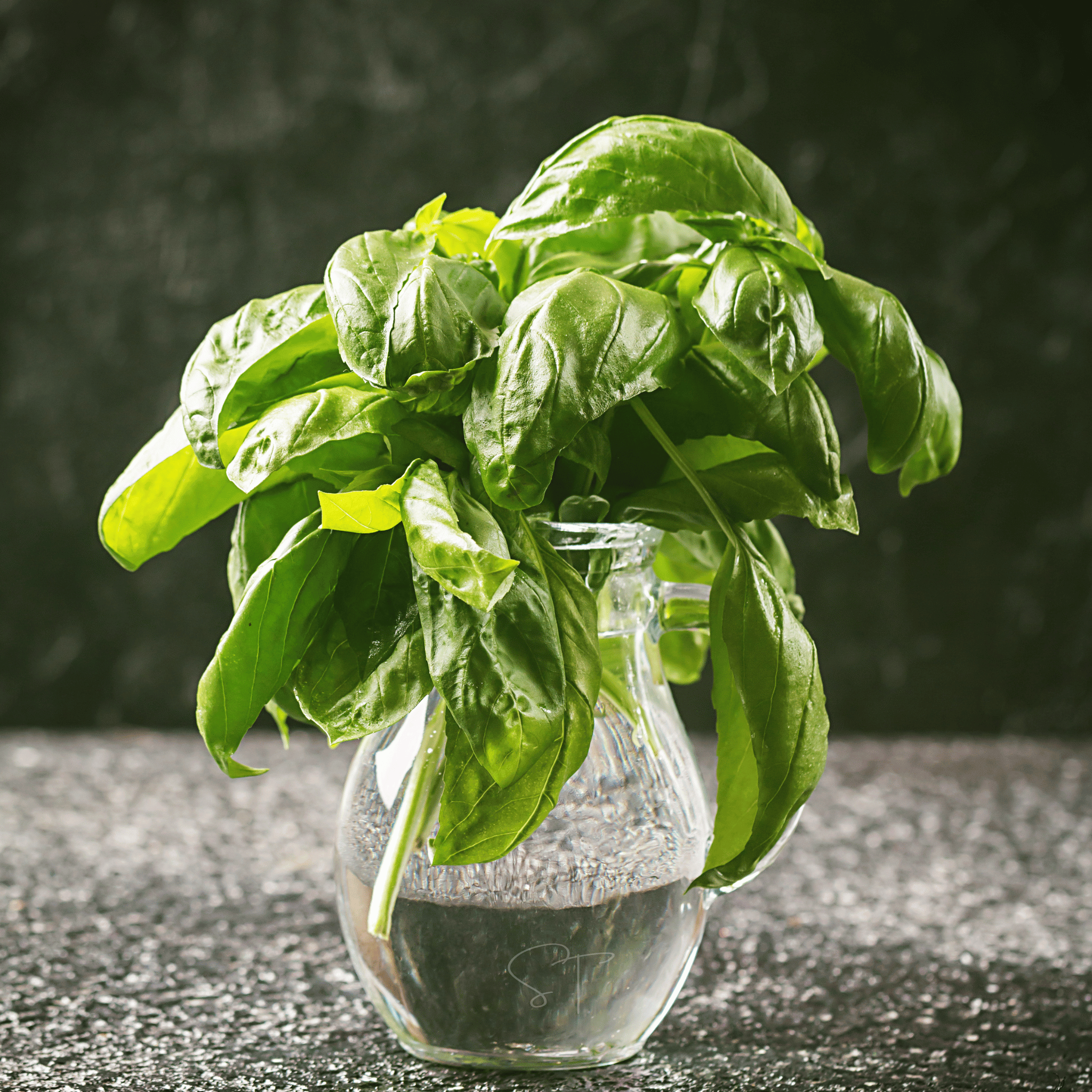 Italian Large Leaf Basil – 250 Seeds