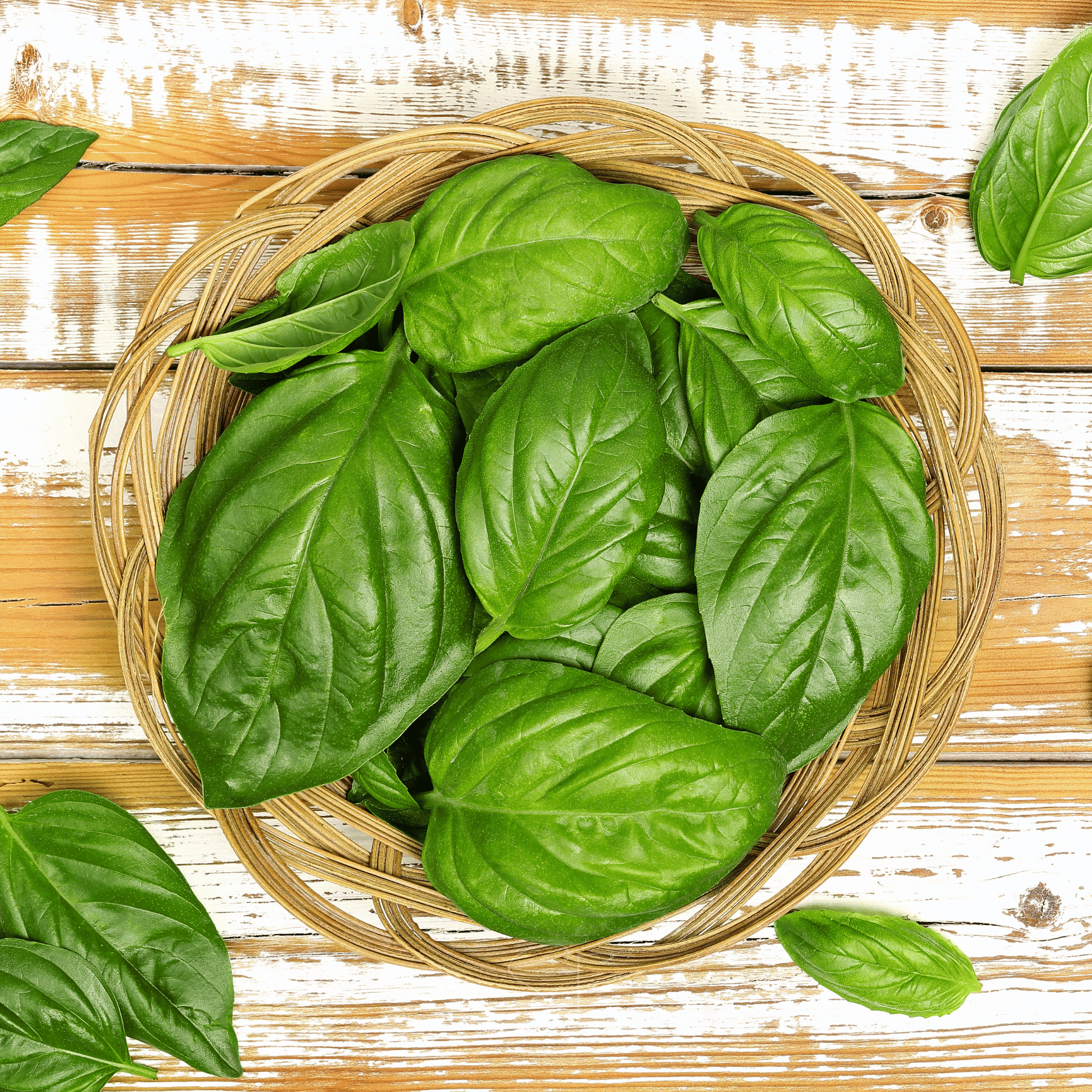 Italian Large Leaf Basil – 250 Seeds