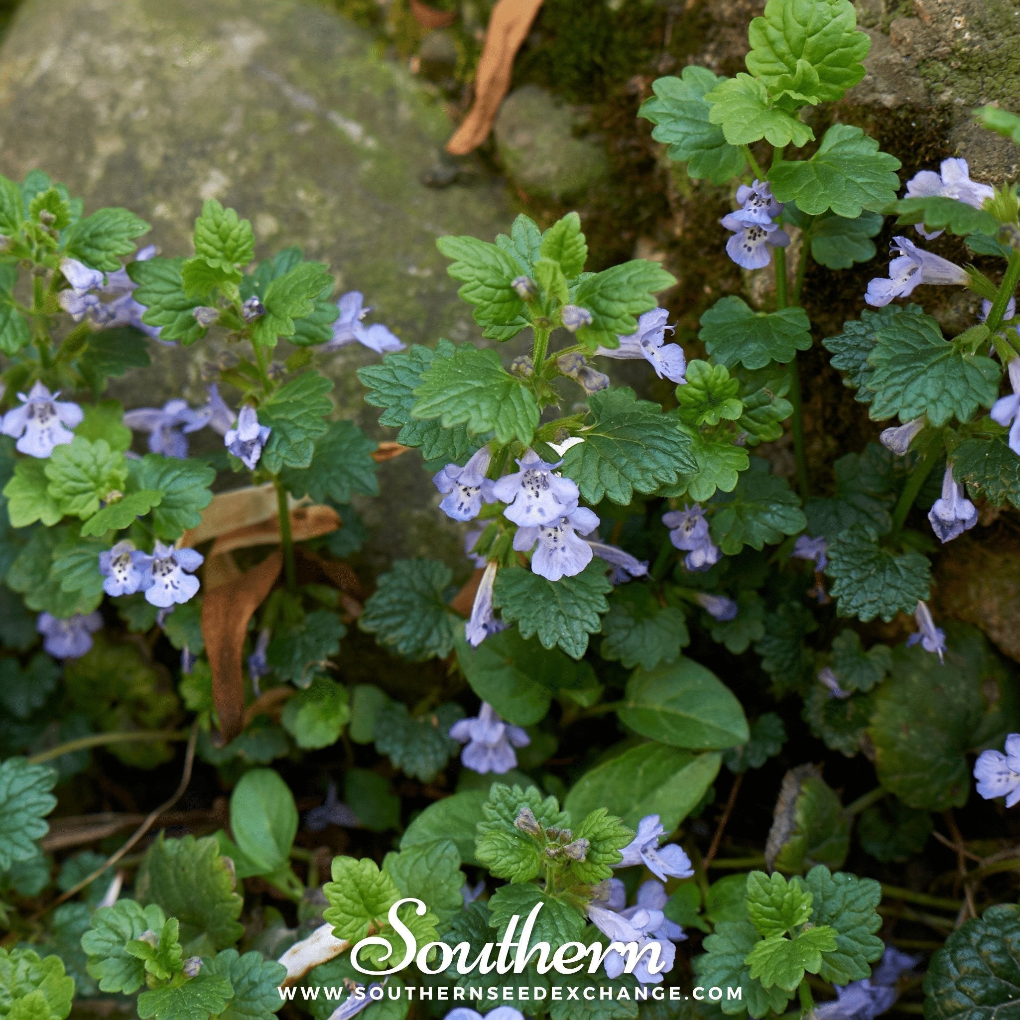 Ground Ivy – 25 Seeds
