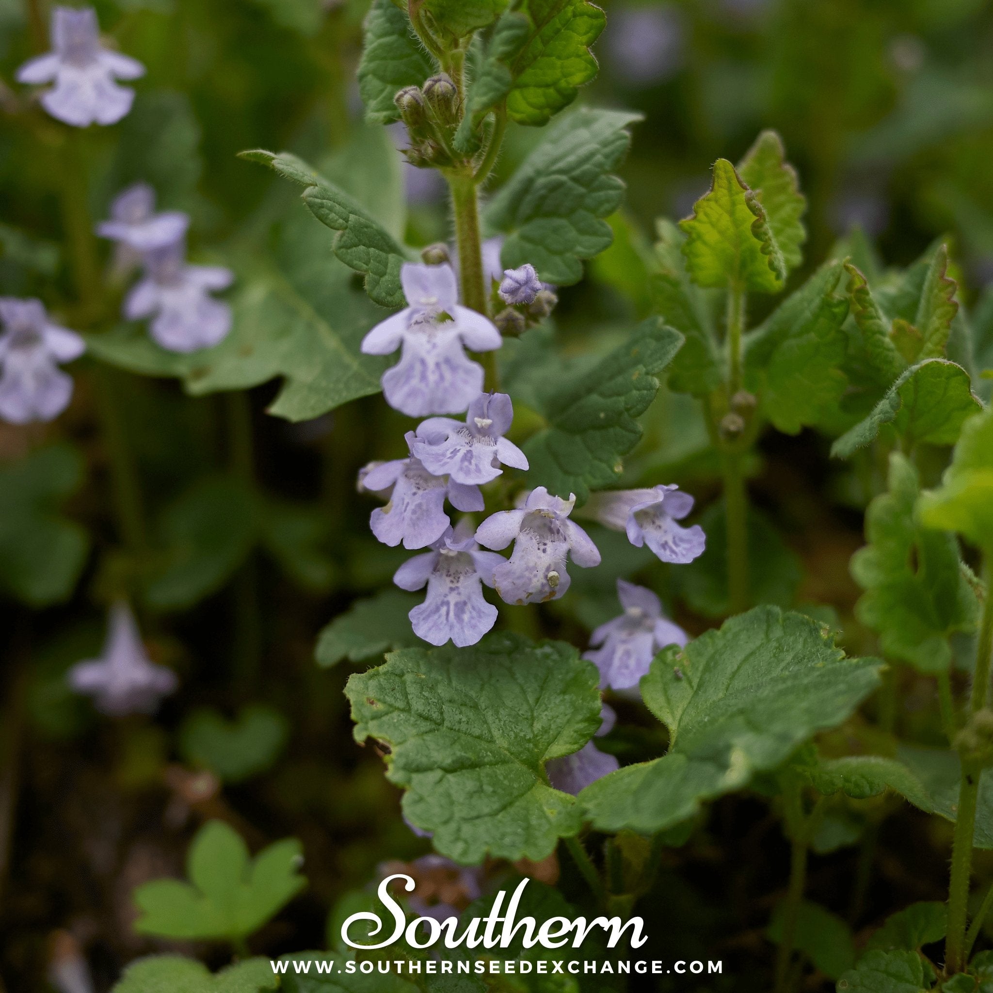 Ground Ivy – 25 Seeds