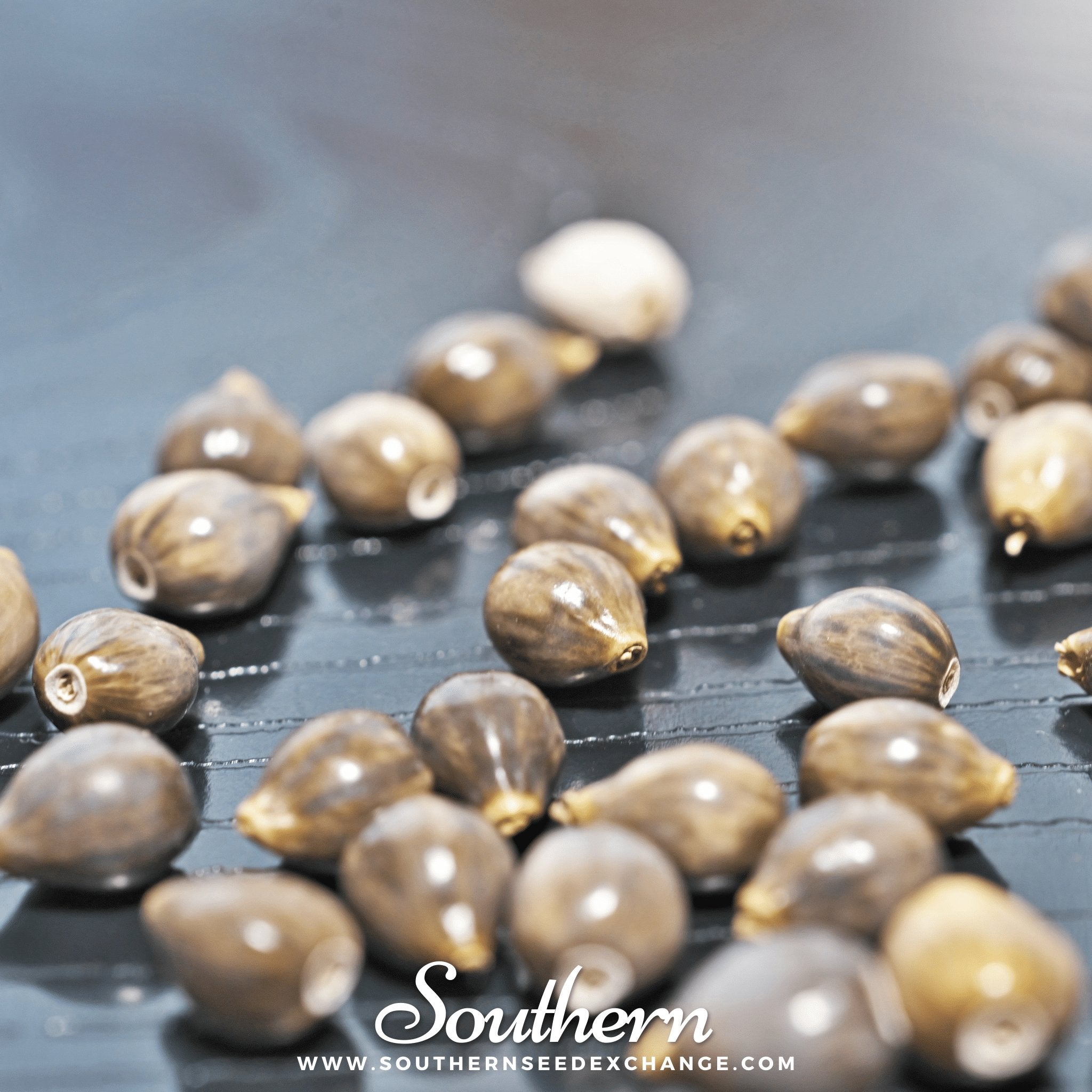 Job’s Tears – 10 Seeds