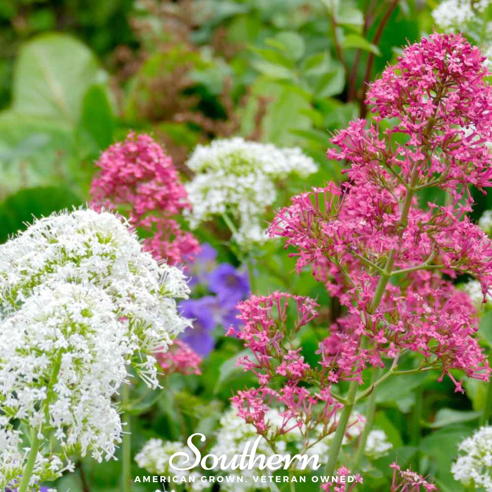 Jupiter’s Beard Mix – 50 Seeds