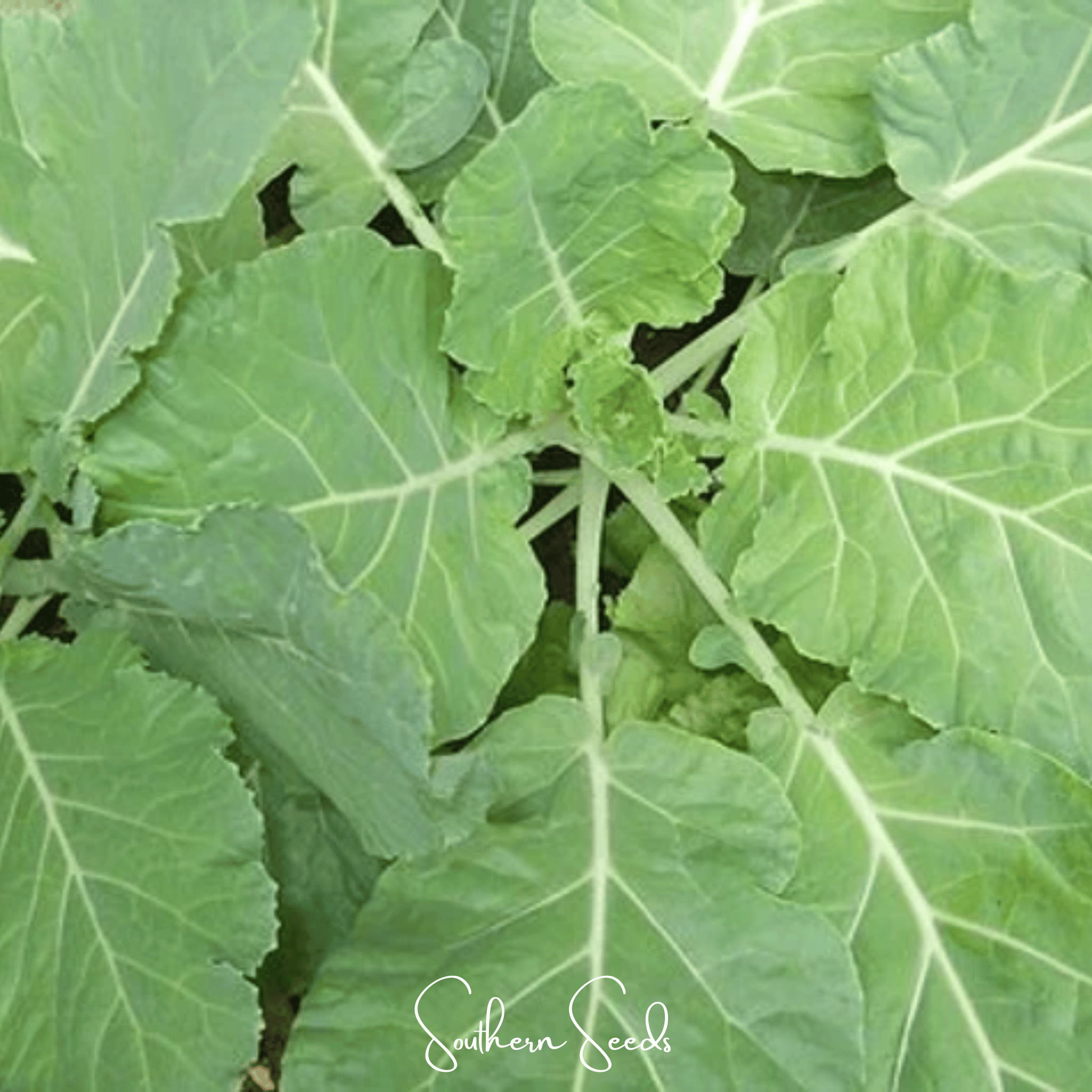 Premier Kale – 250 Seeds