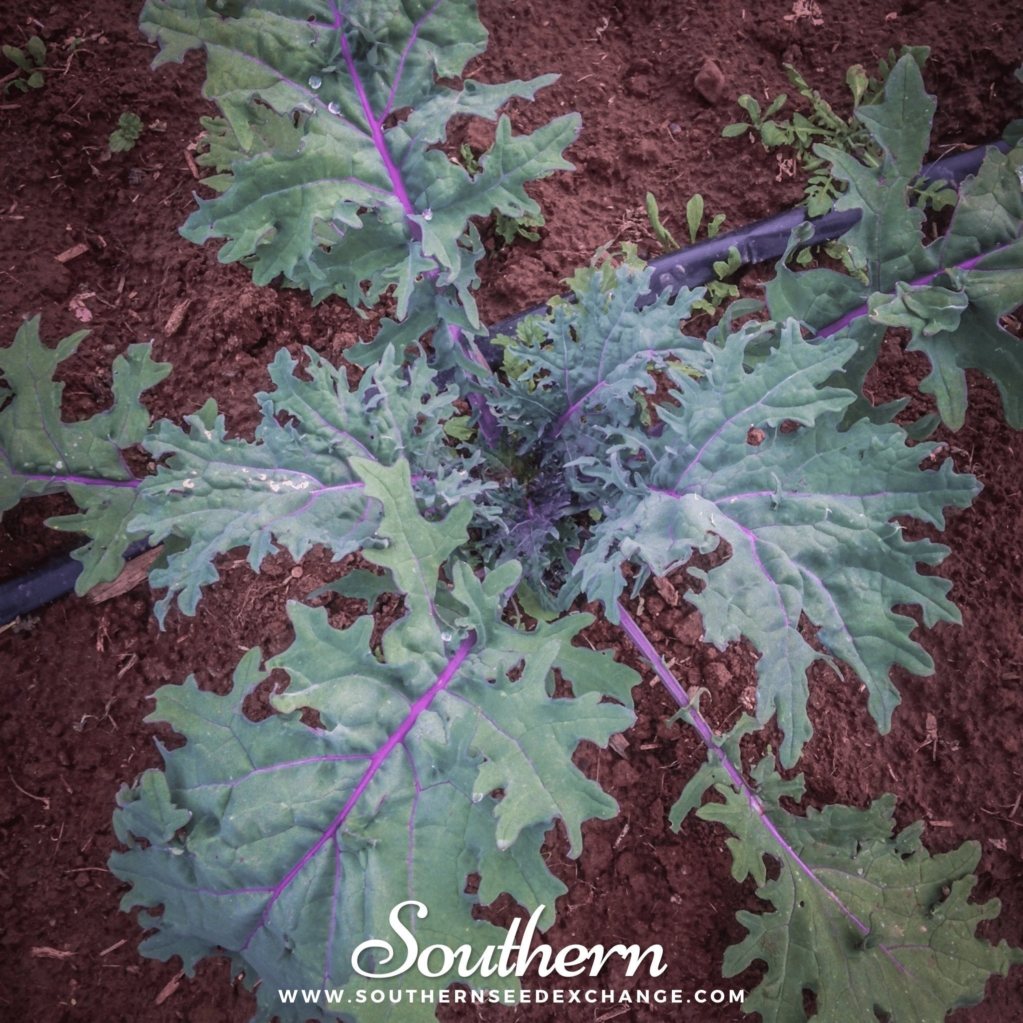 Red Russian Kale – 250 Seeds